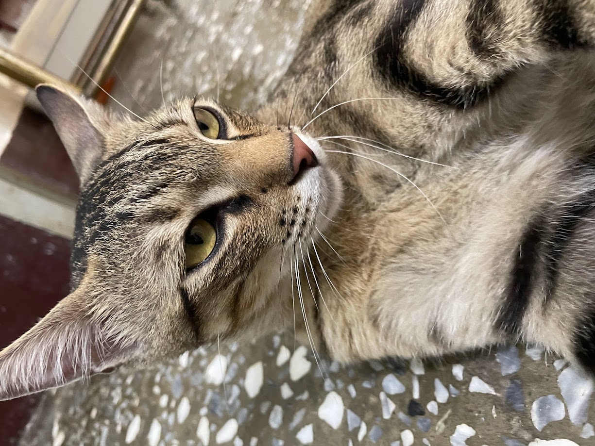 The Enigmatic World of Cats