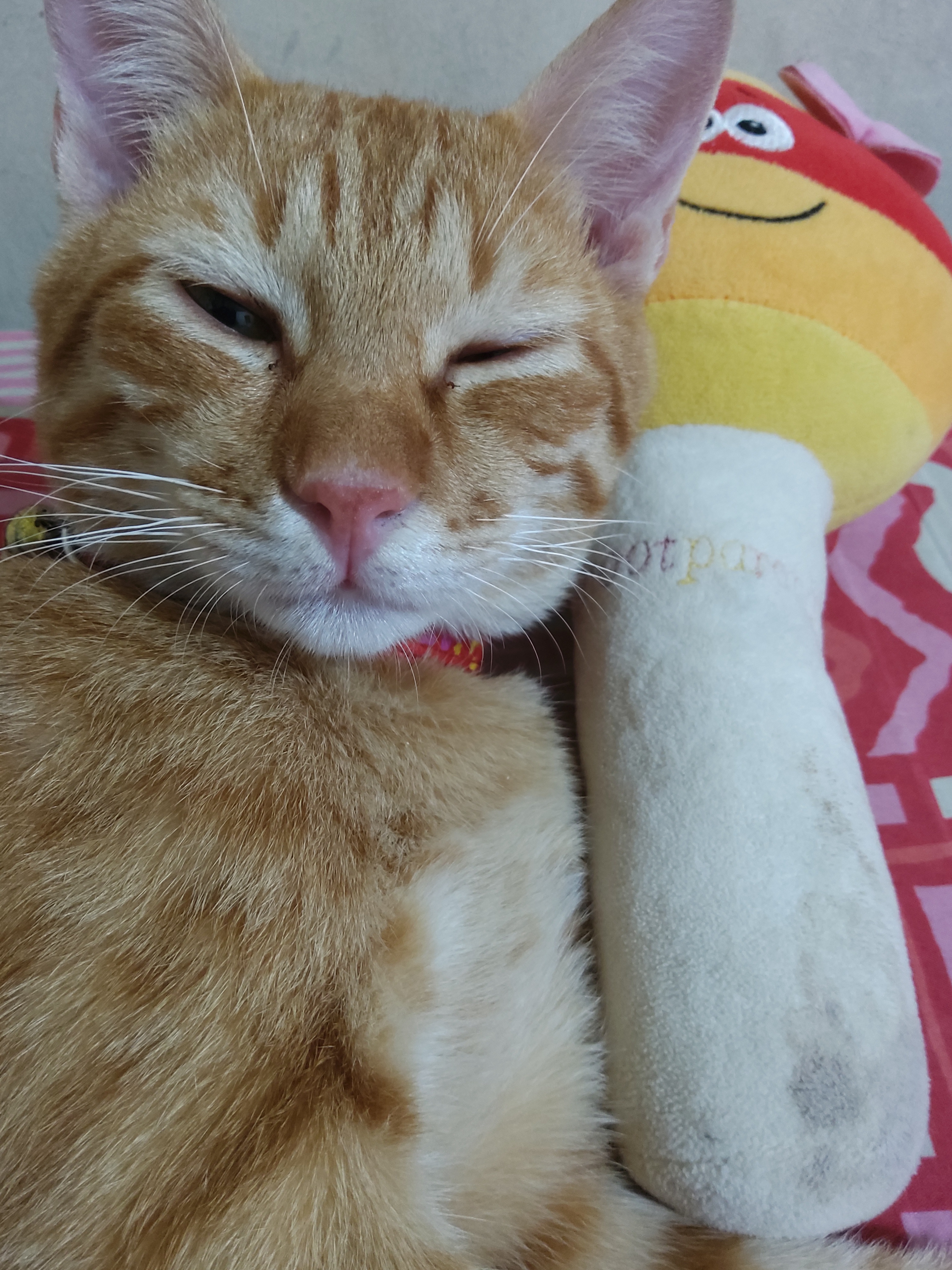 Meet My Adorable Garfield: The Cutest Companion!
