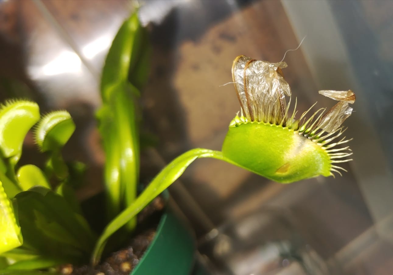 VFT: The Mystery Continues