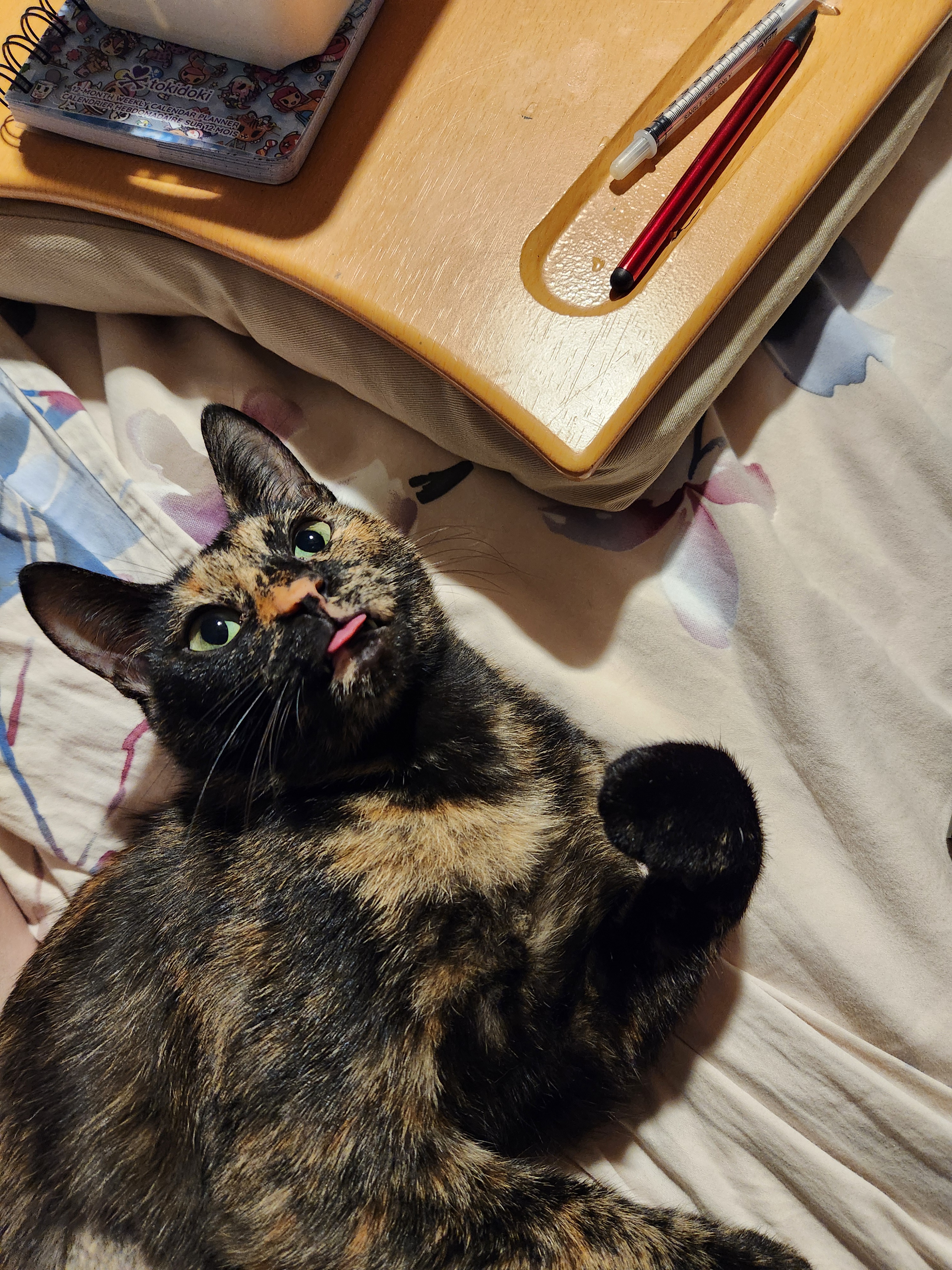 Celebrating CATPURDAY with Feline Fun!