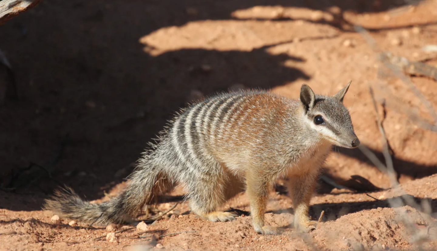 Greetings Imgur! Today, I'm the Shouting Biologist - Check Out This Amazing Numbat!