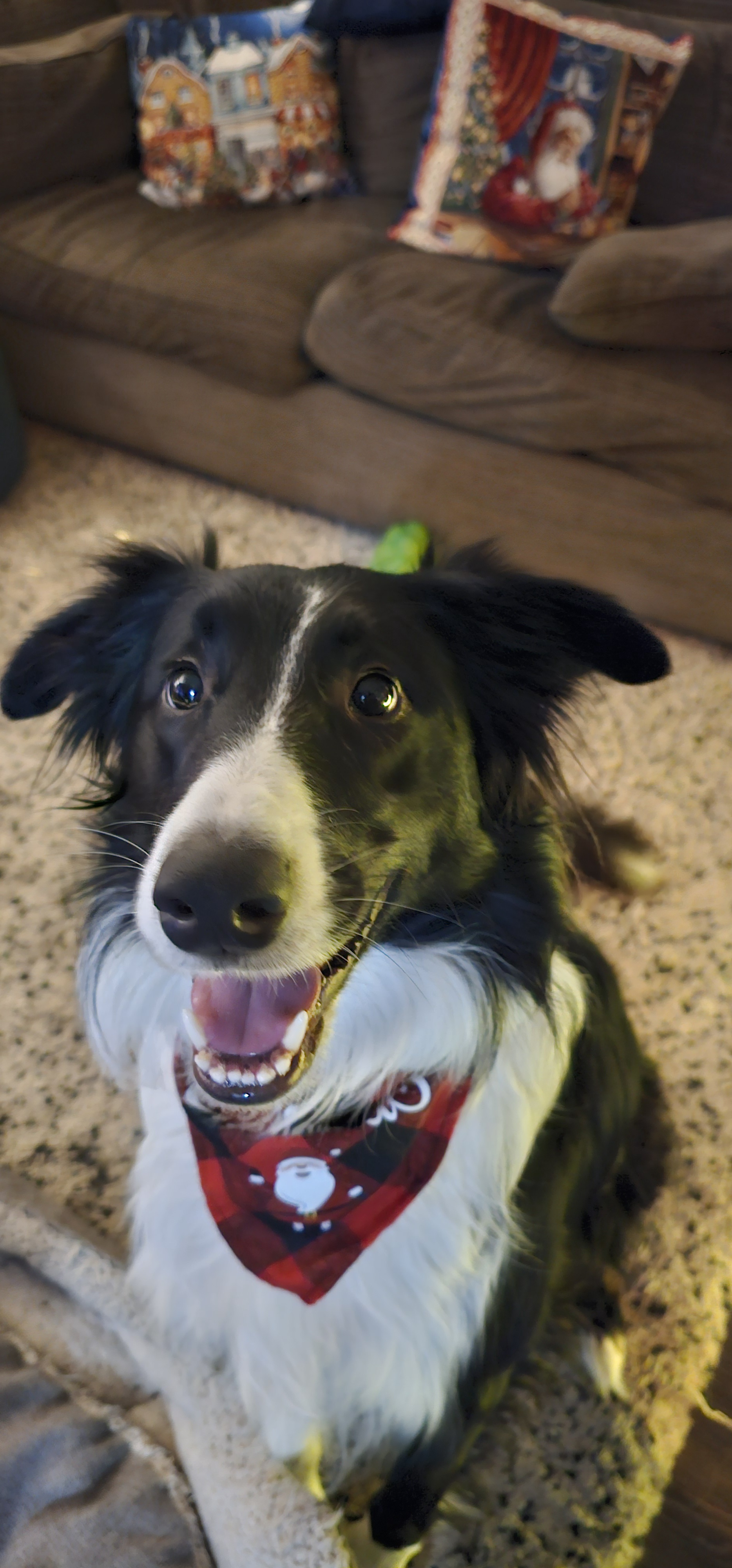 Happy Holidays from Bandit!