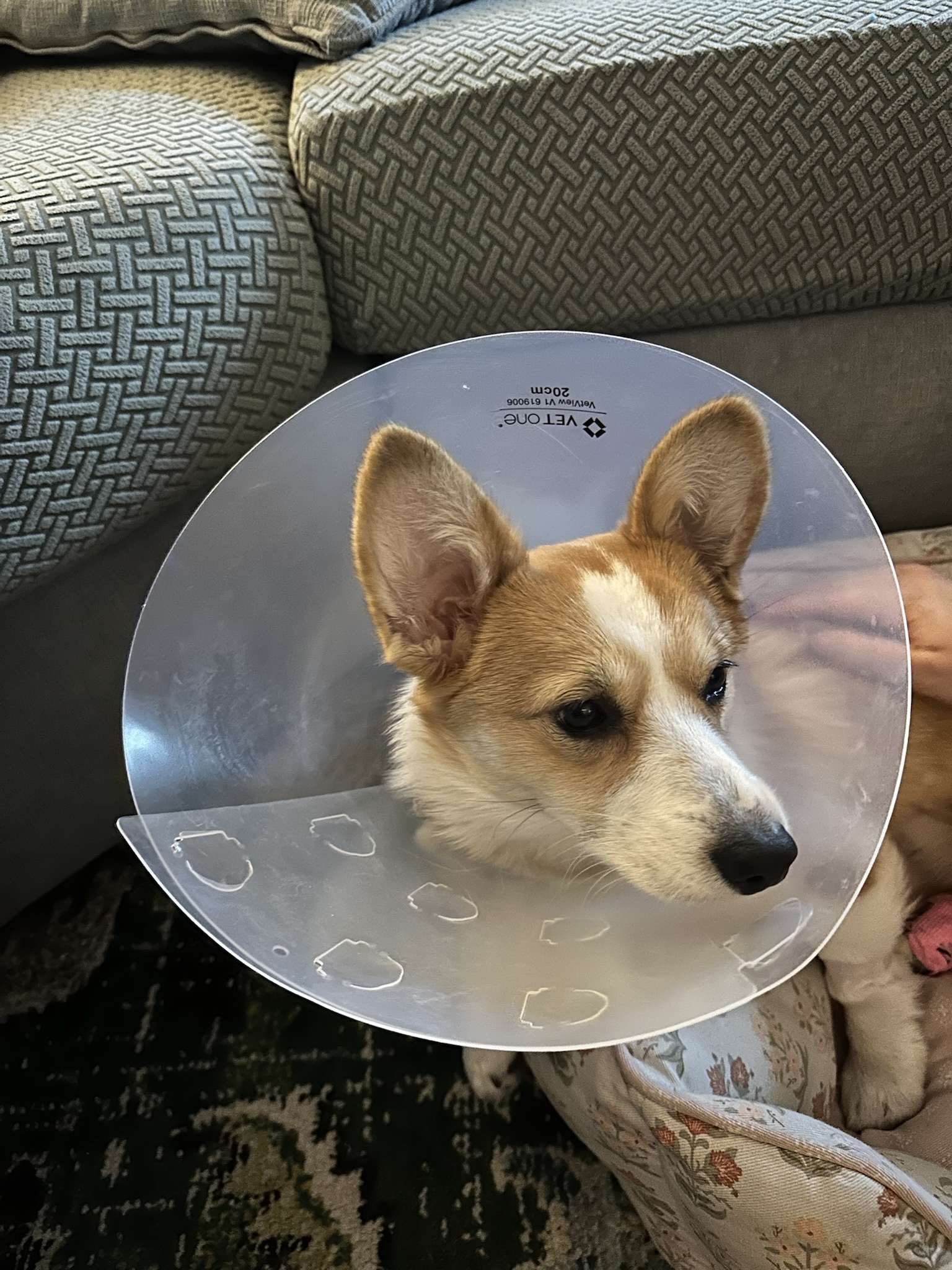 The Infamous Cone of Shame: A Dog's Fashion Statement