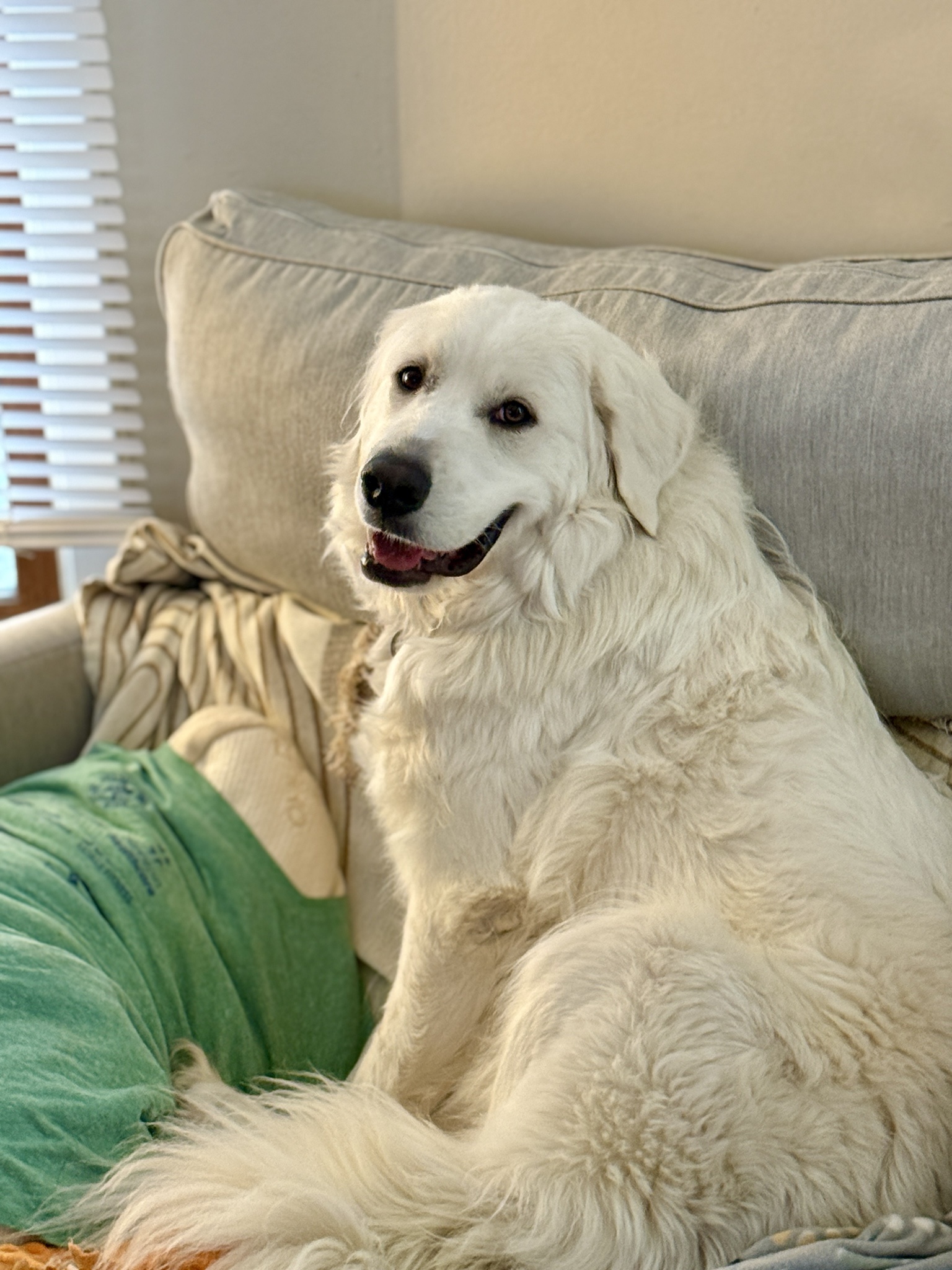 There's hope: We just adopted a dog!