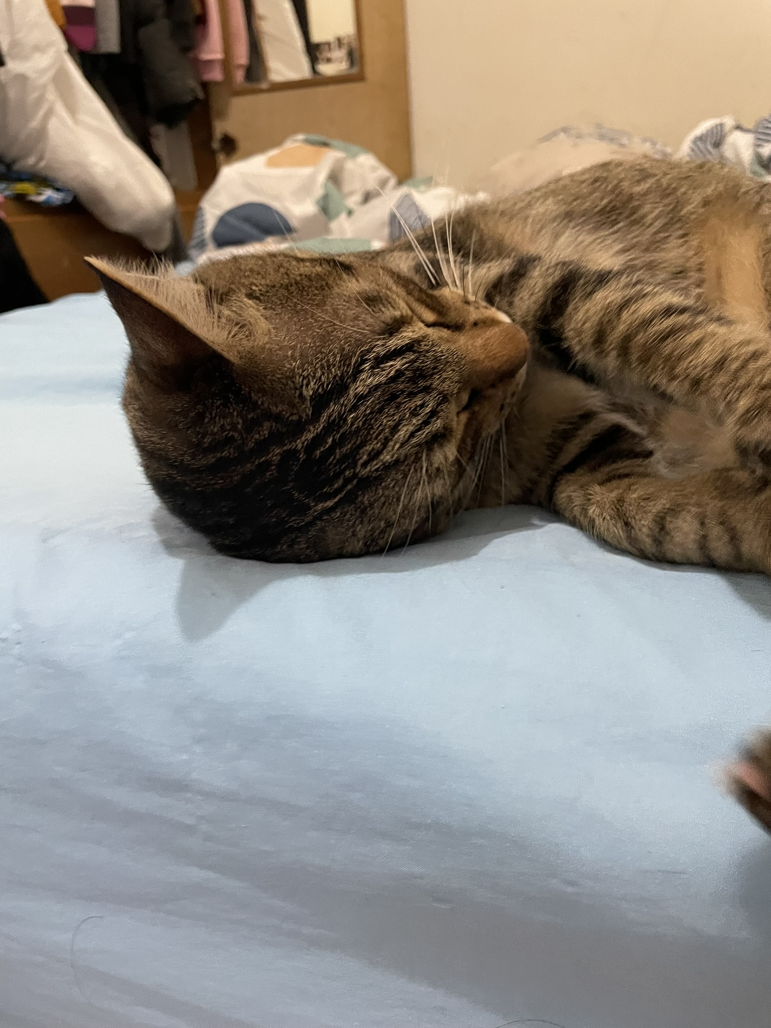 The Cutest Sleeping Cat You'll Ever See