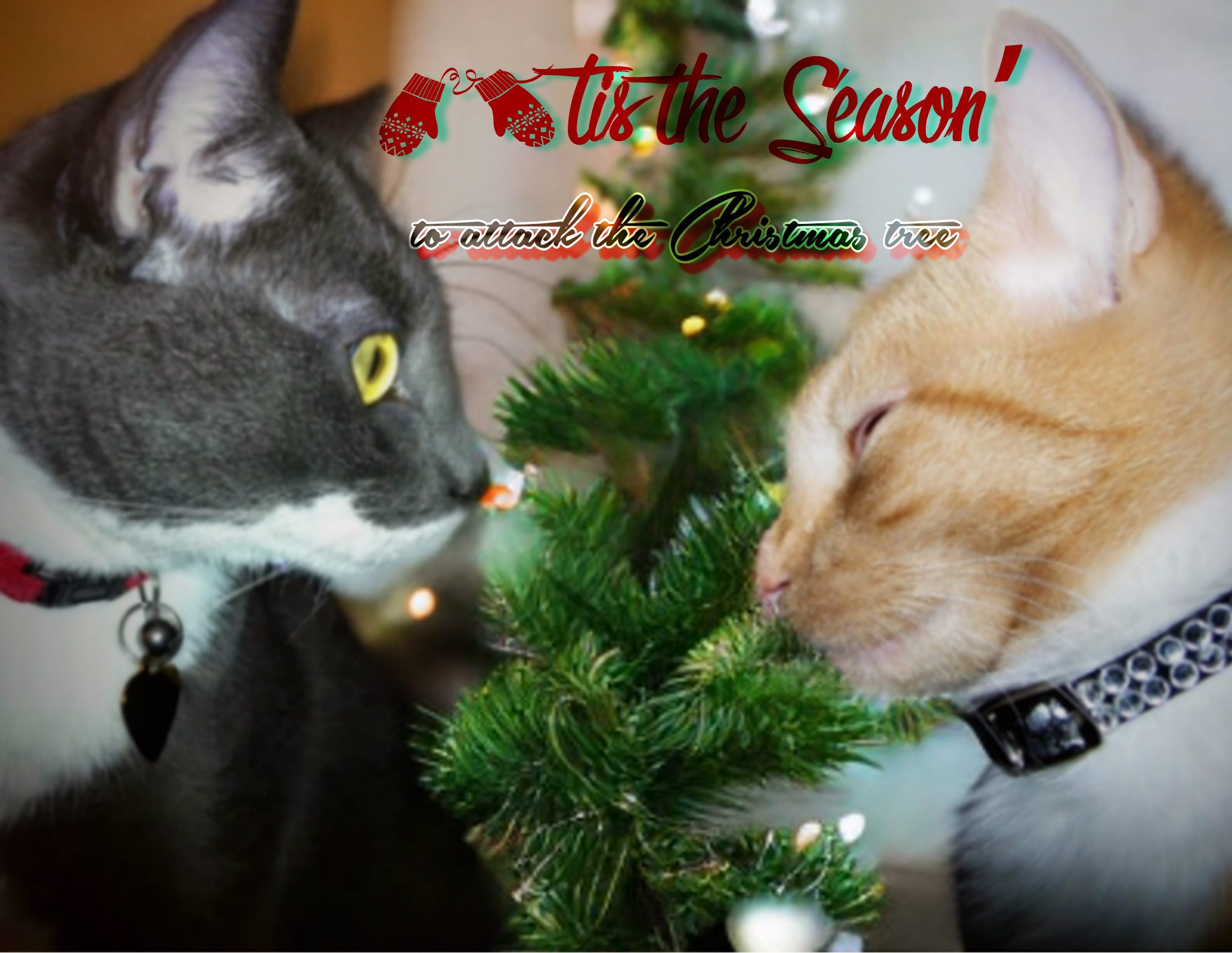 Wishing you a meowy Christmas... yes, the tree is already up!