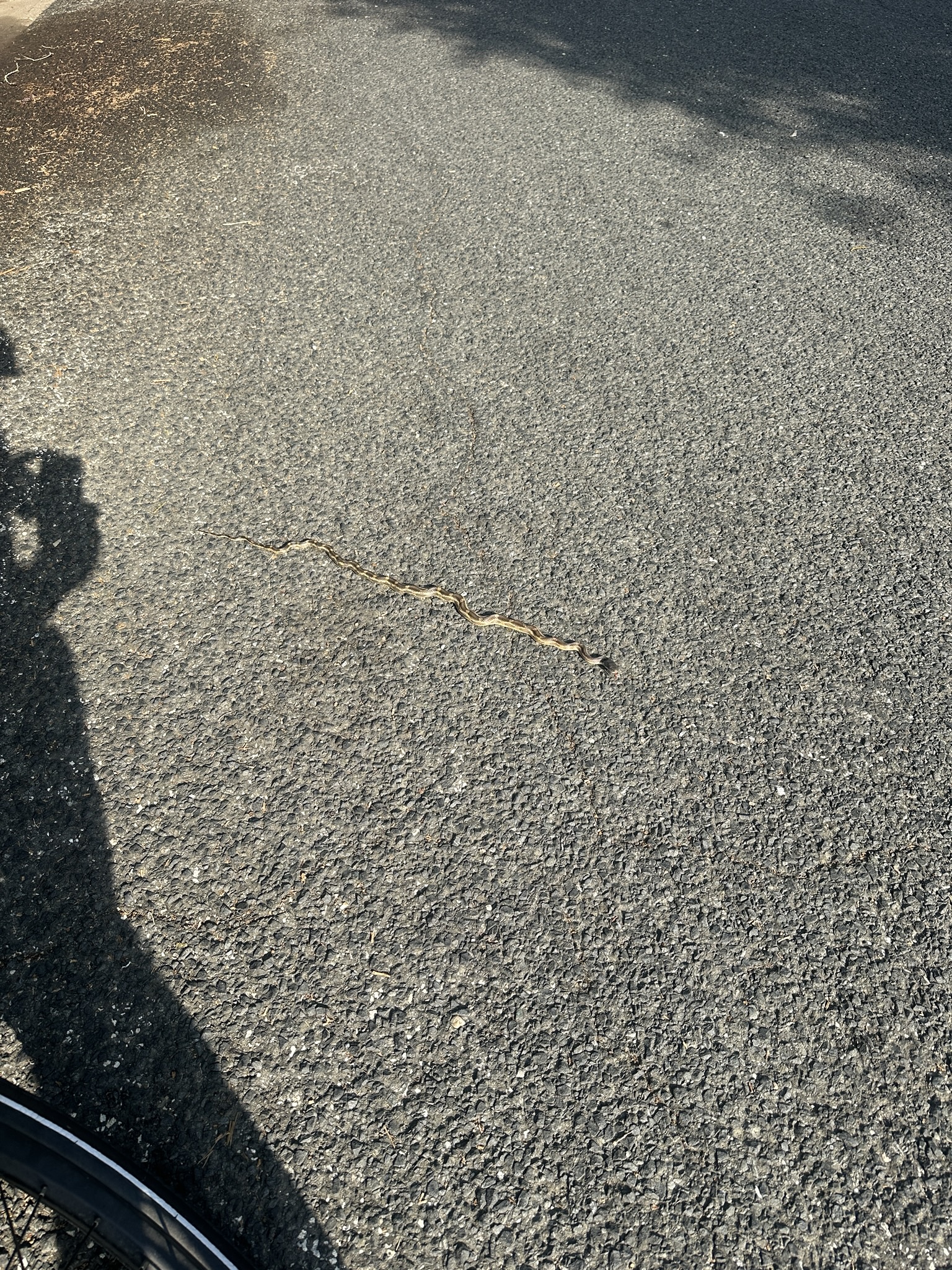 A snake slithering across the road: watch out!