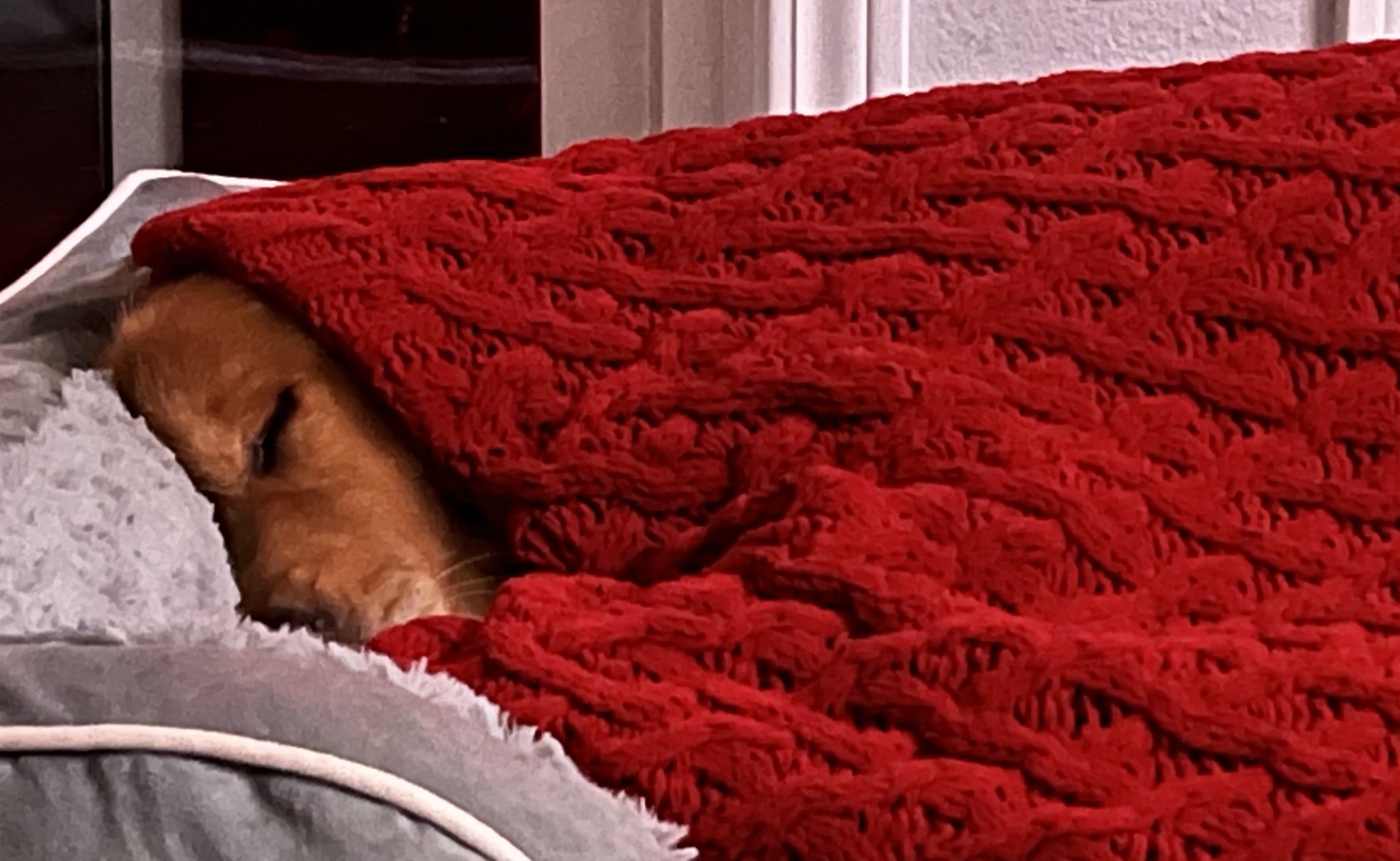 The Tale of Red Riding Hood: A Classic Reimagined