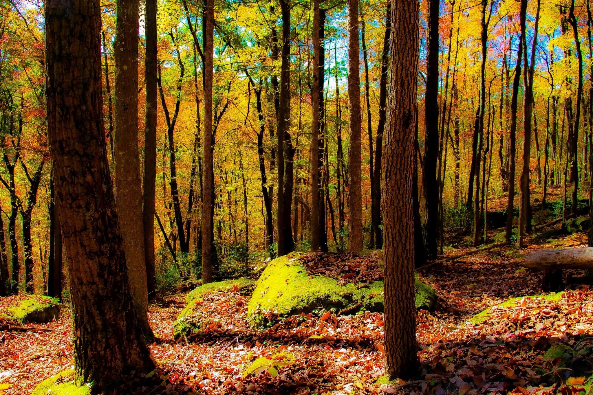 A Journey Through the Forest: Nature's Wonderland