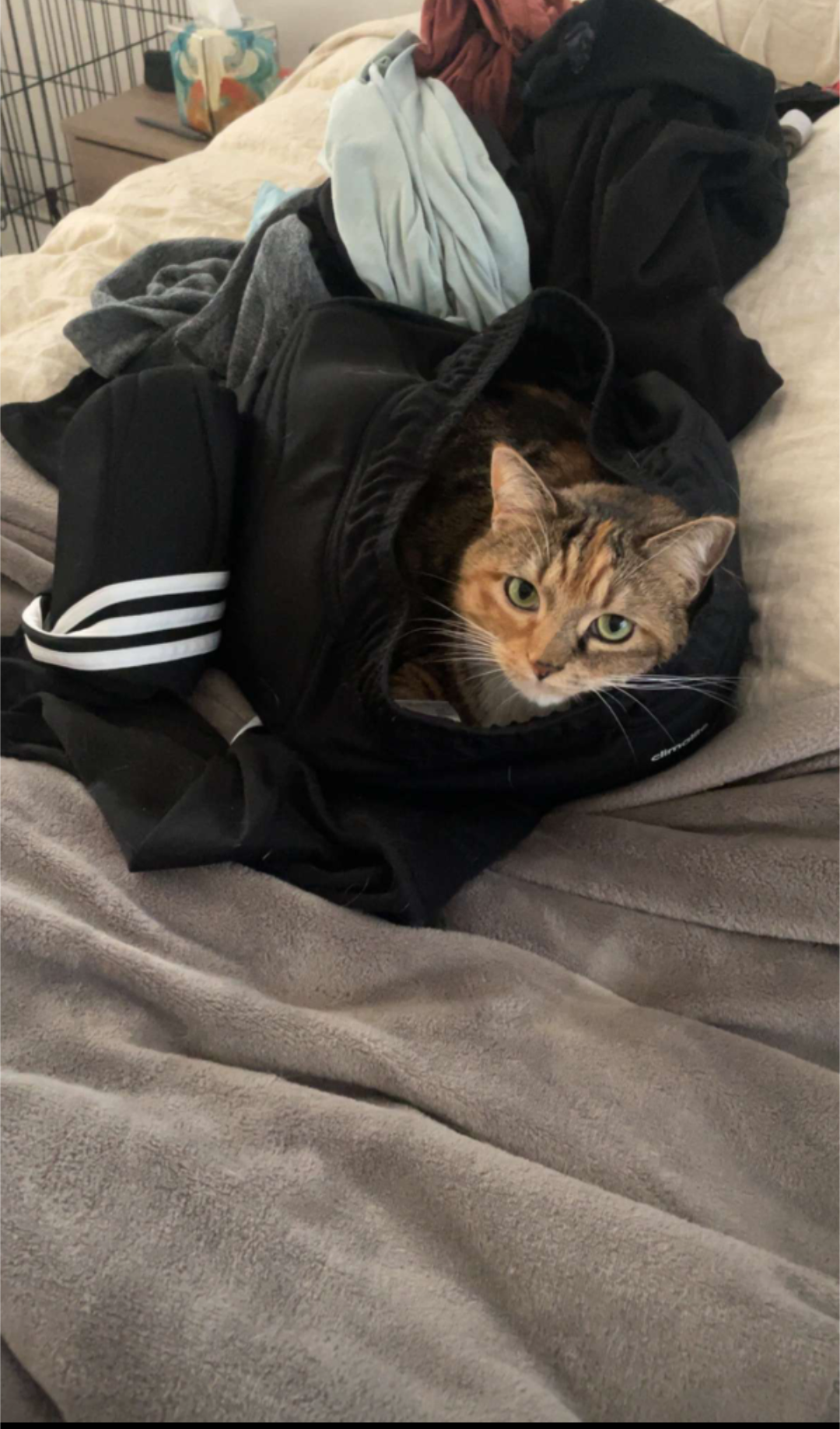 My cat just claimed my soccer pants as its own!