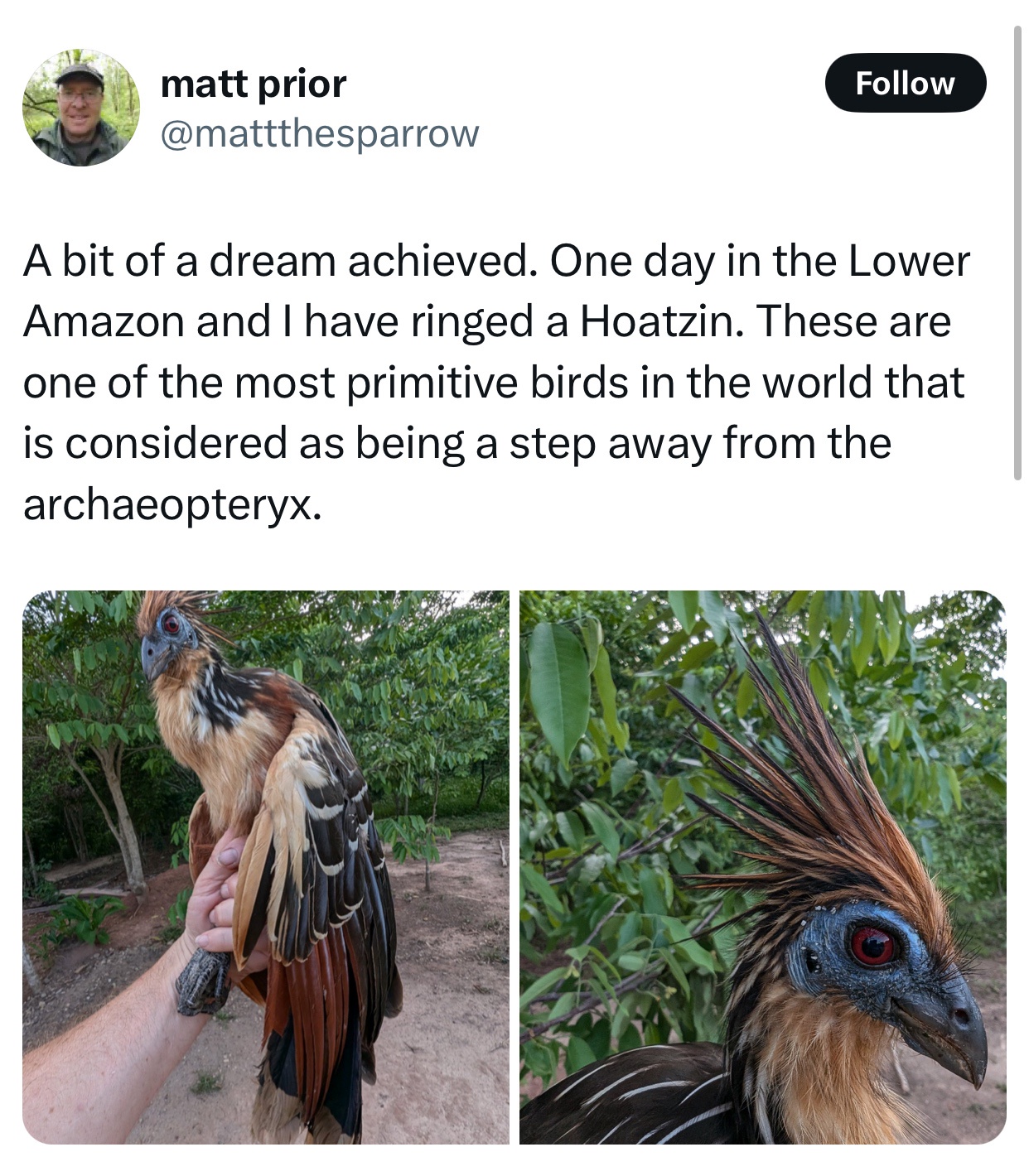 Meet the Unique Hoatzin Bird