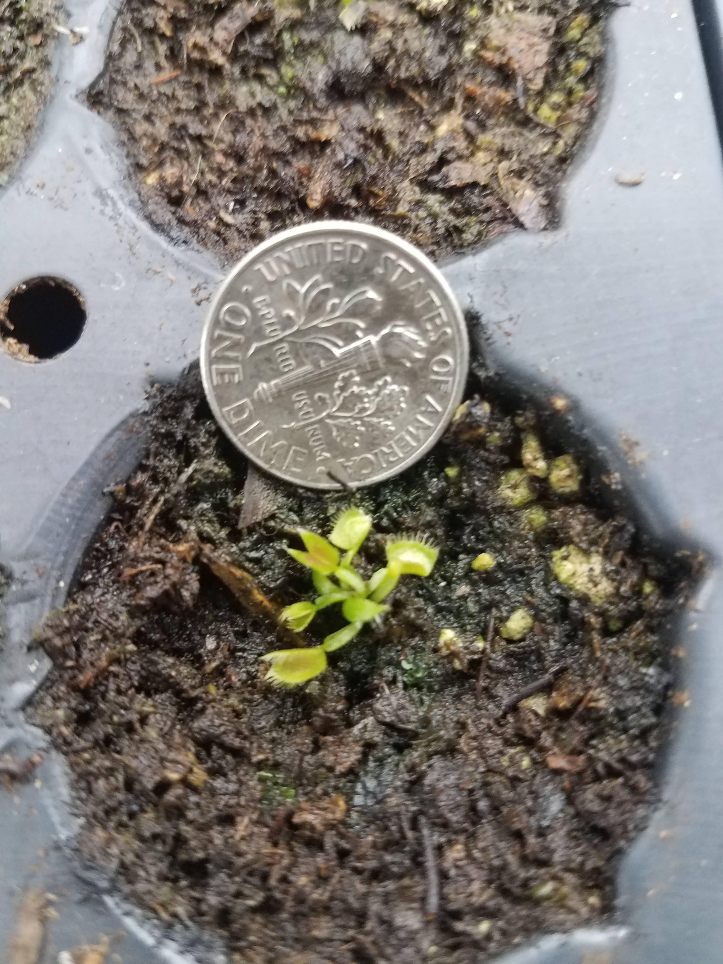 Adorable Baby VFT with a dime for size comparison