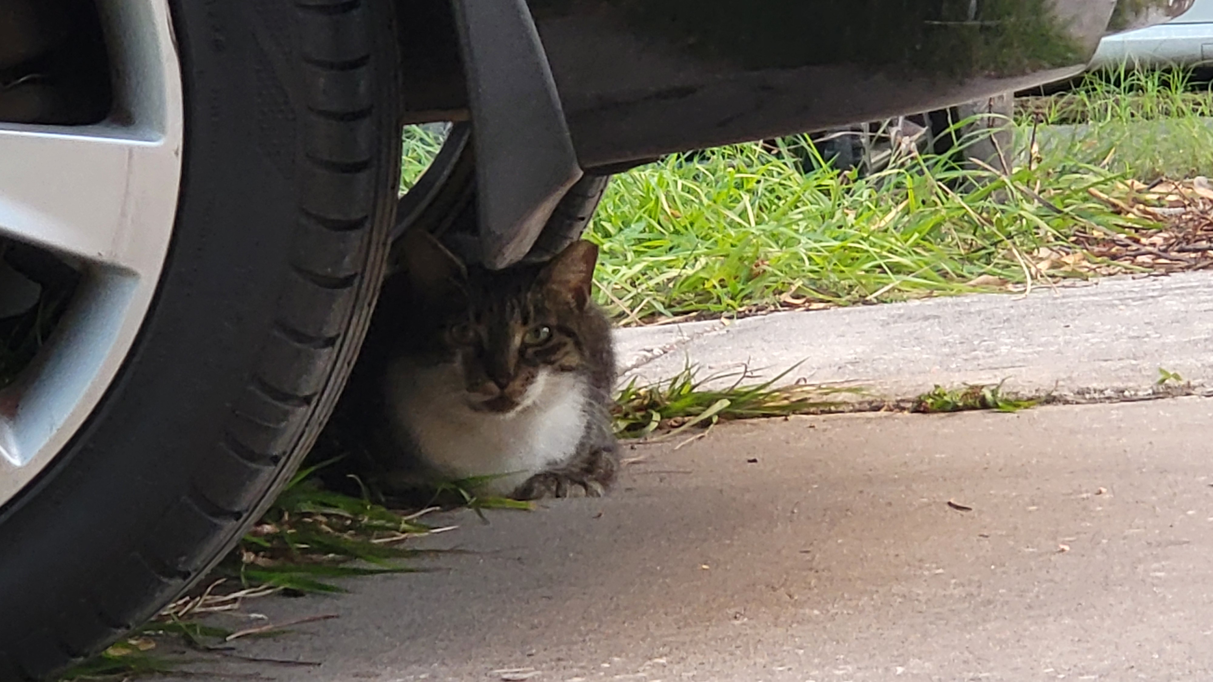I built a cozy shelter for the stray kitty outside using items my neighbors tossed aside.