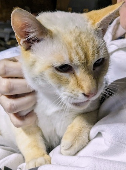 Urgent Call for Help: Found a Lost Kitty, Seeking His Family