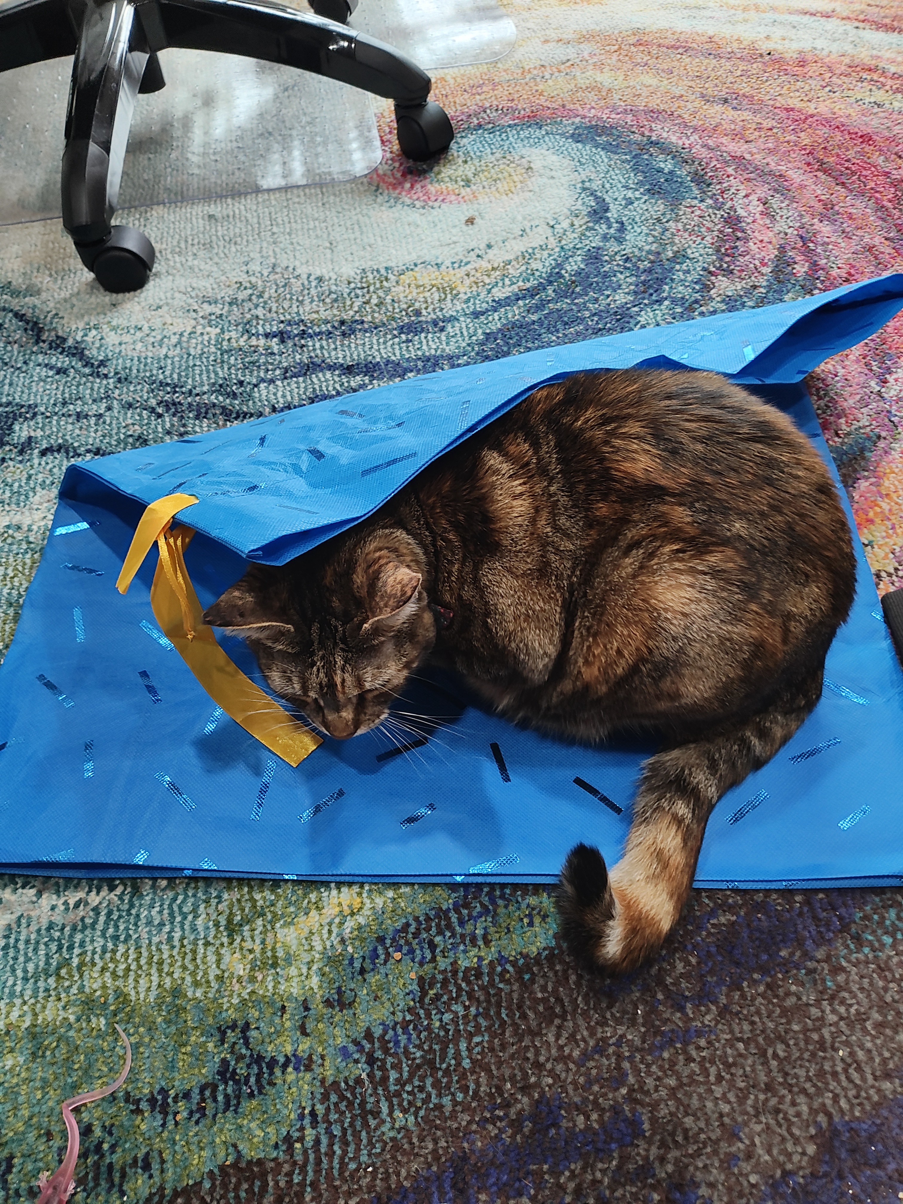 The Quirky Life of a Cat Owner: Leaving Bags for Their Feline Friends