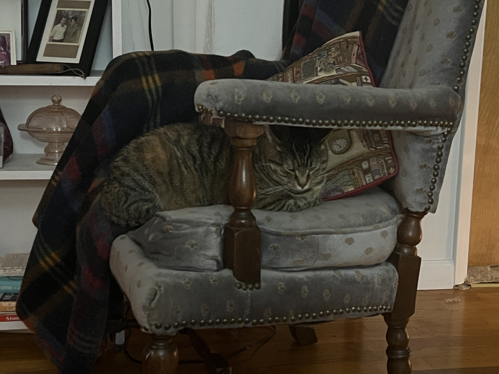 A Daily Cat Picture to Brighten Your Day and Lift Your Spirits
