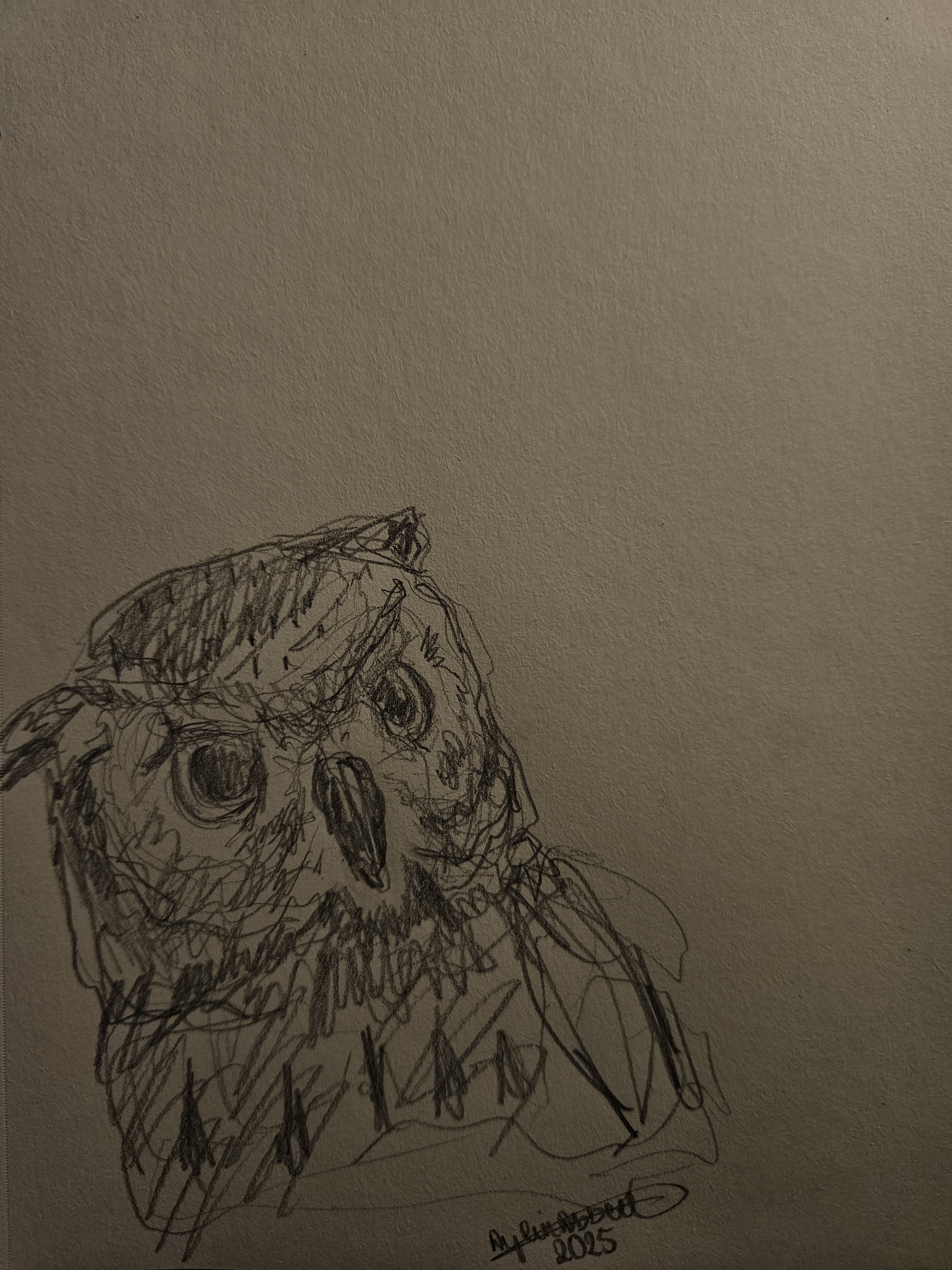 Owl Sketch: A Creative Exploration