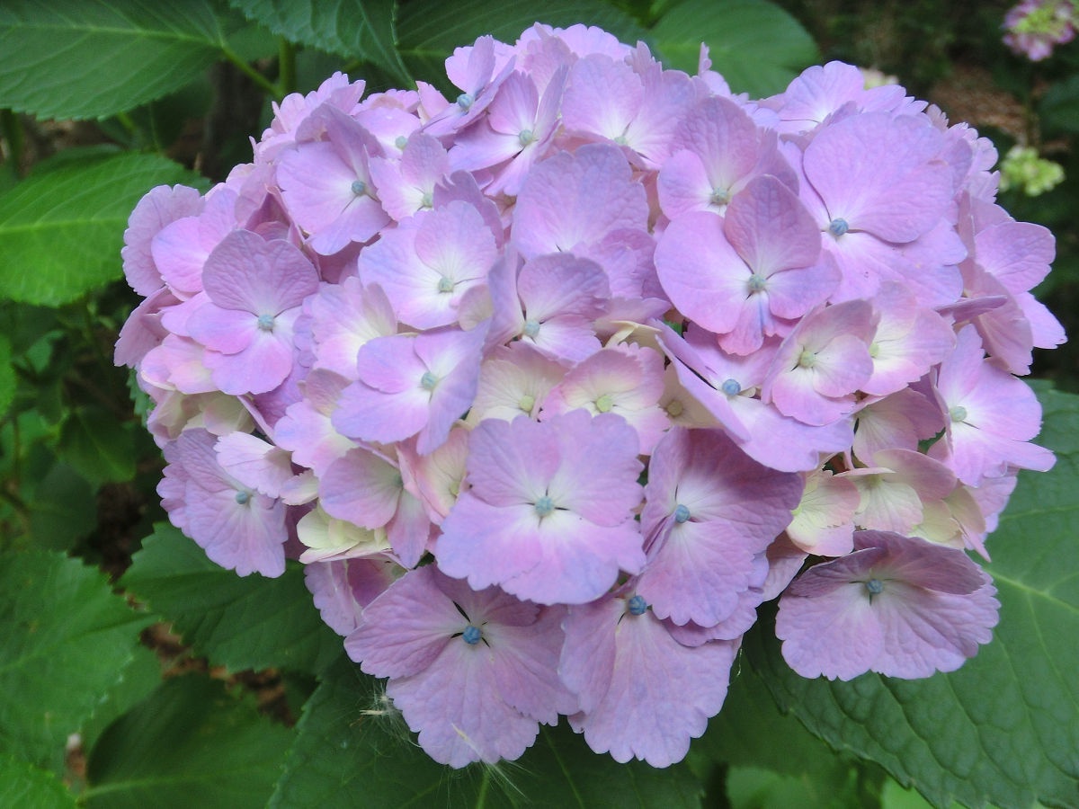 A Beautiful Day in June 2015 at Hokuso Flower Hill Park, Chiba Prefecture