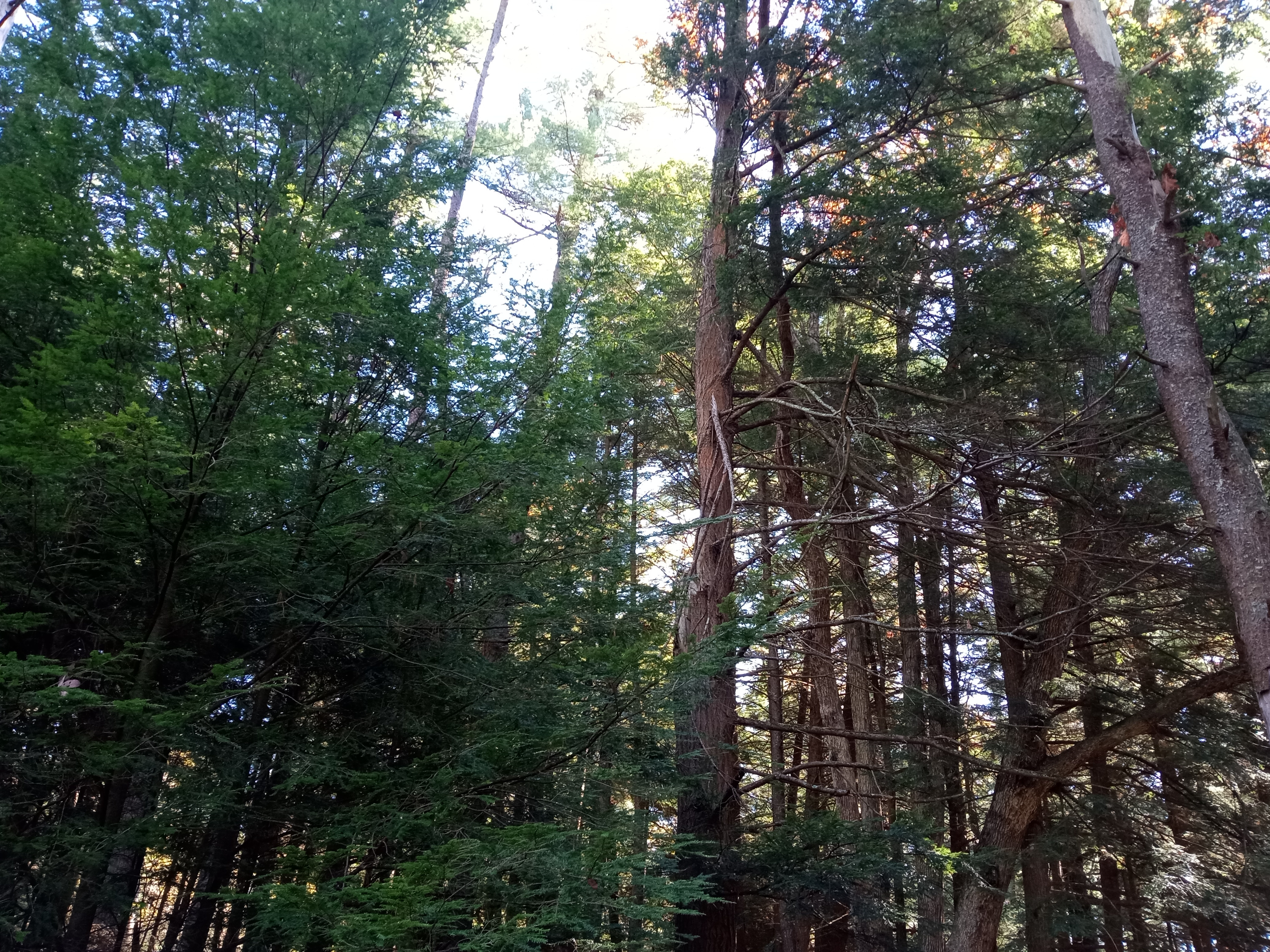Exploring the Beauty of Swallow Falls State Park in Oakland, MD on October 18, 2024