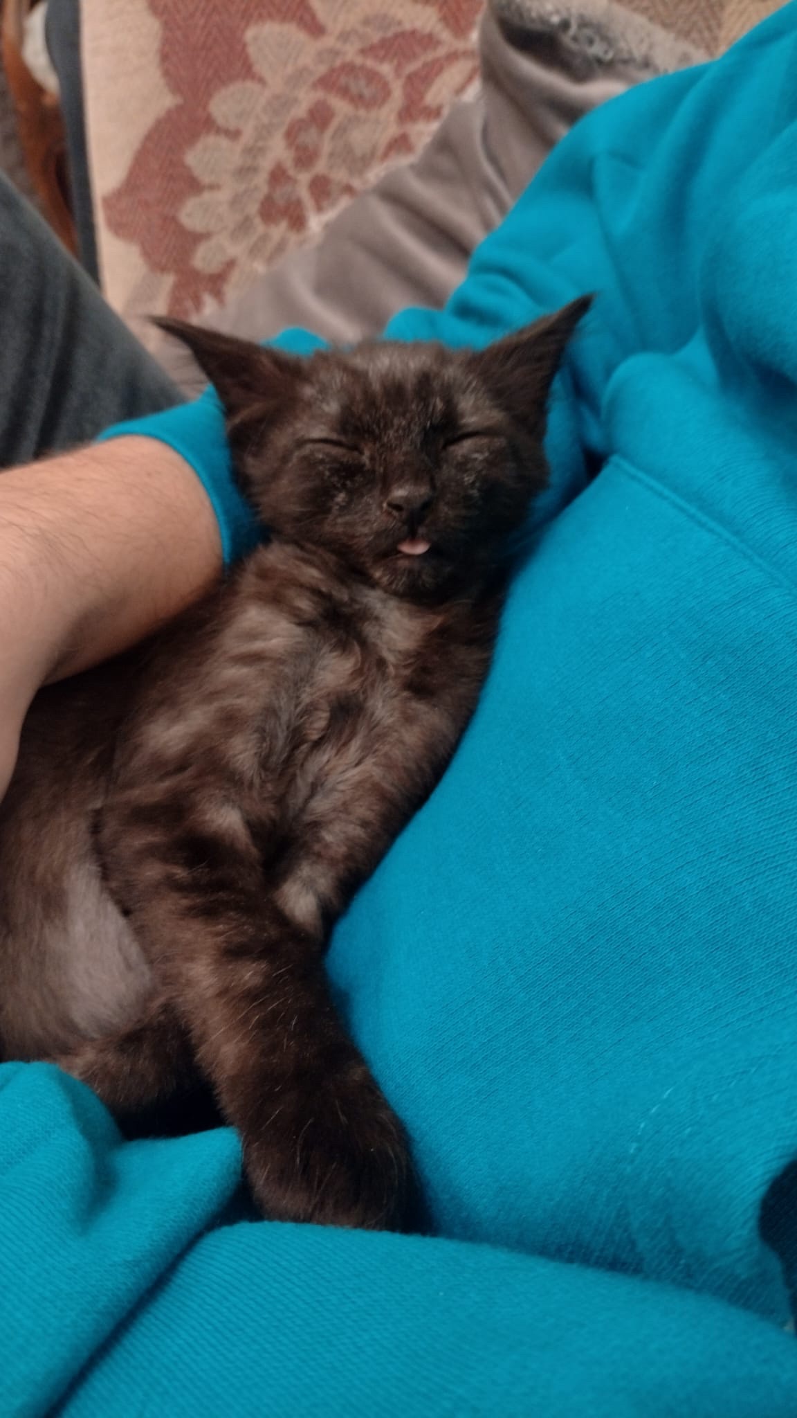 I Don't Have Any Foster Cats Right Now :(