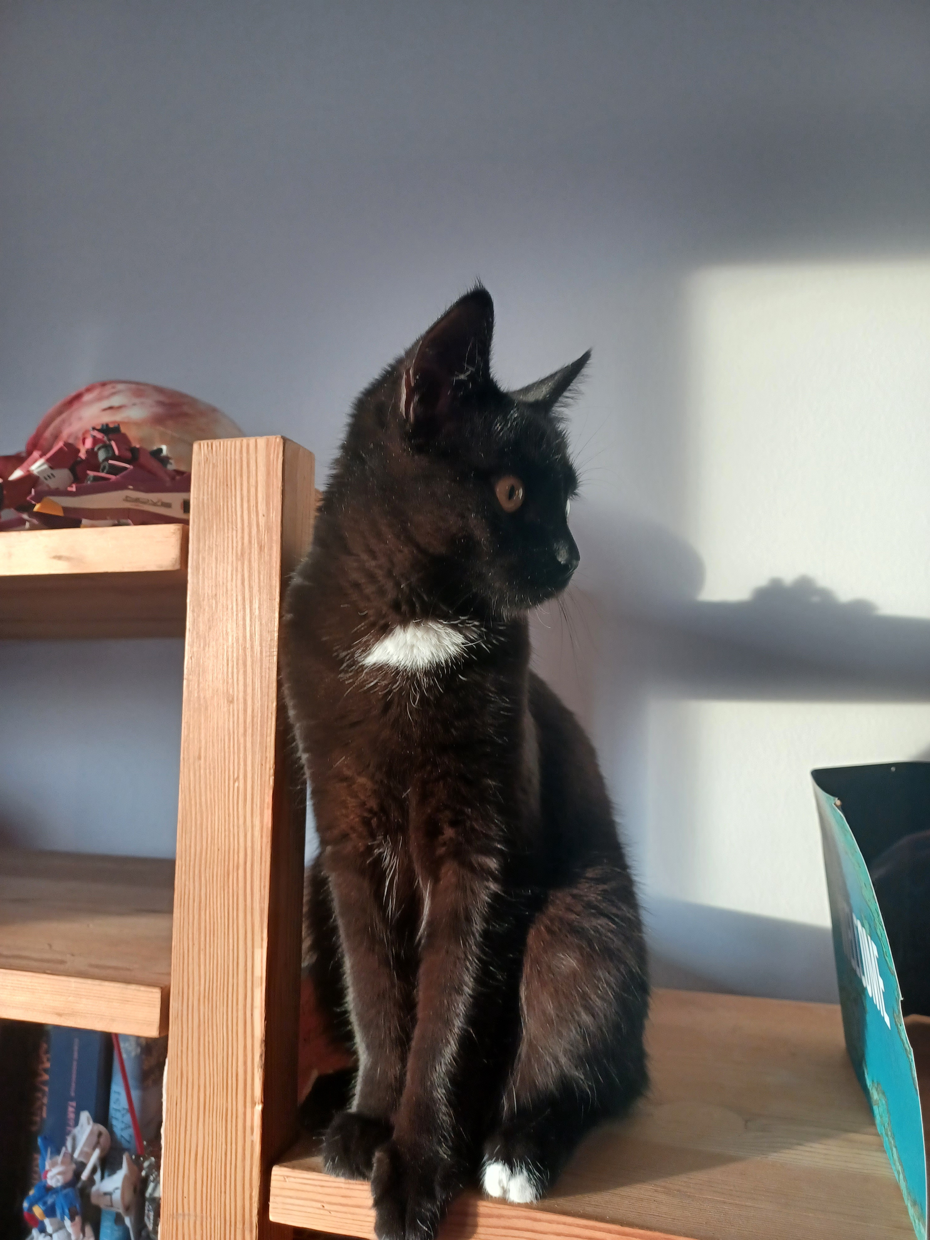 Dusty basking in the cozy winter sunlight