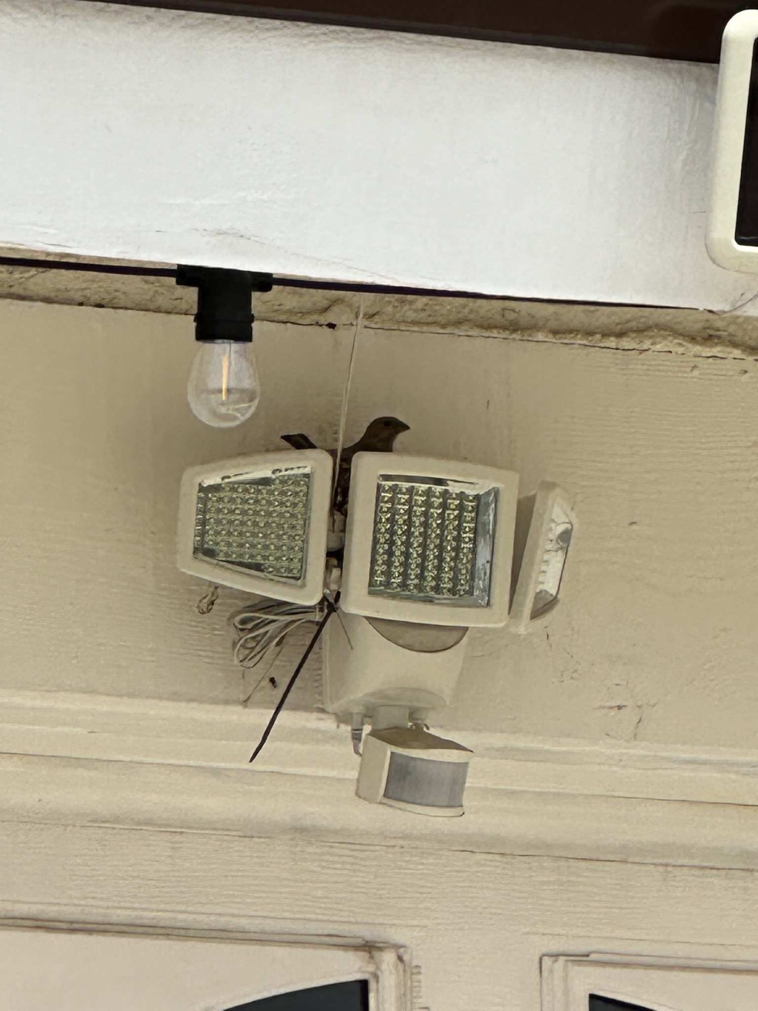 The Joy of Watching Birds Grow: Nature's Miracle!