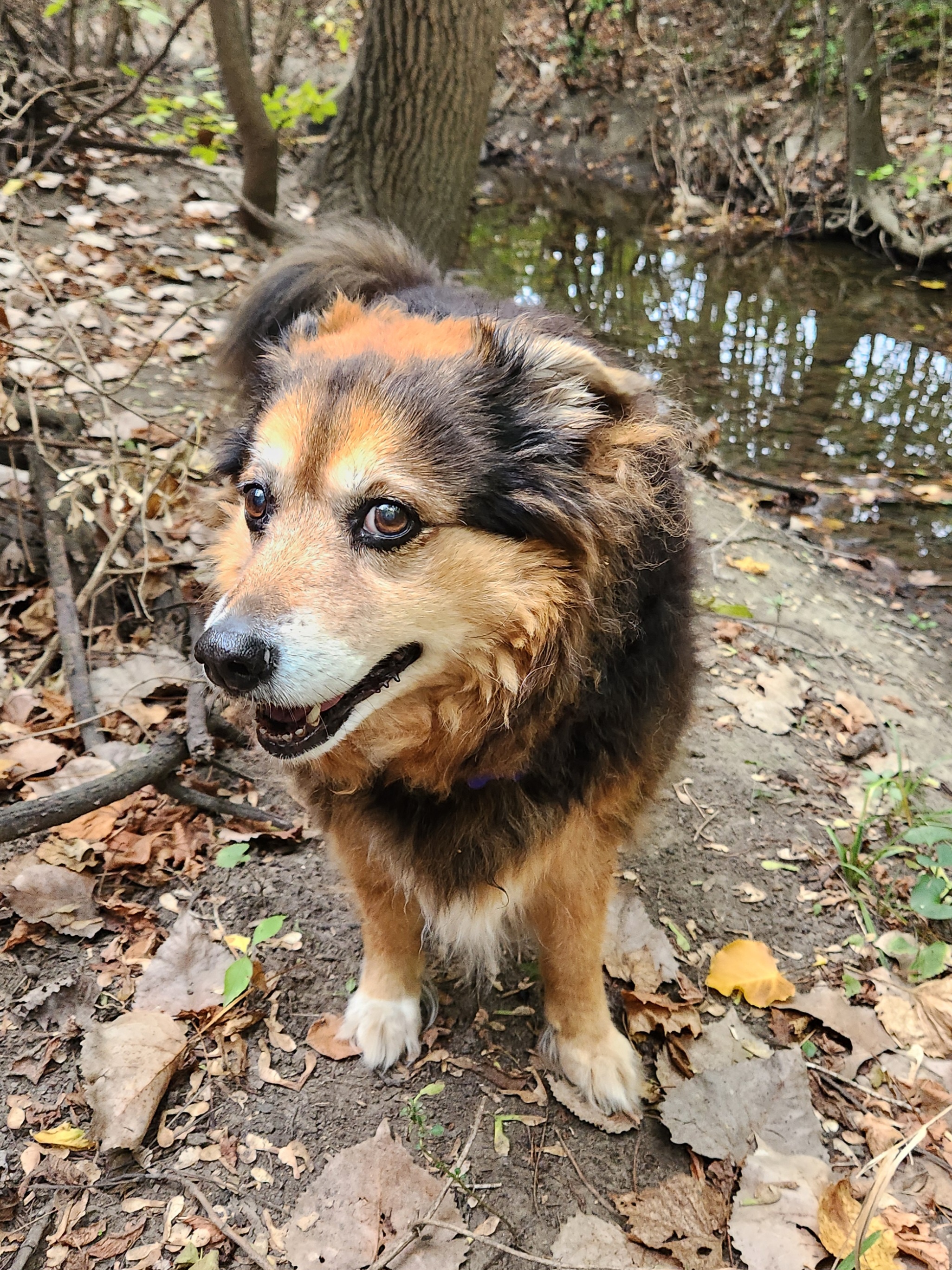 Peanut the Dog's Daily Adventures - Day 1547