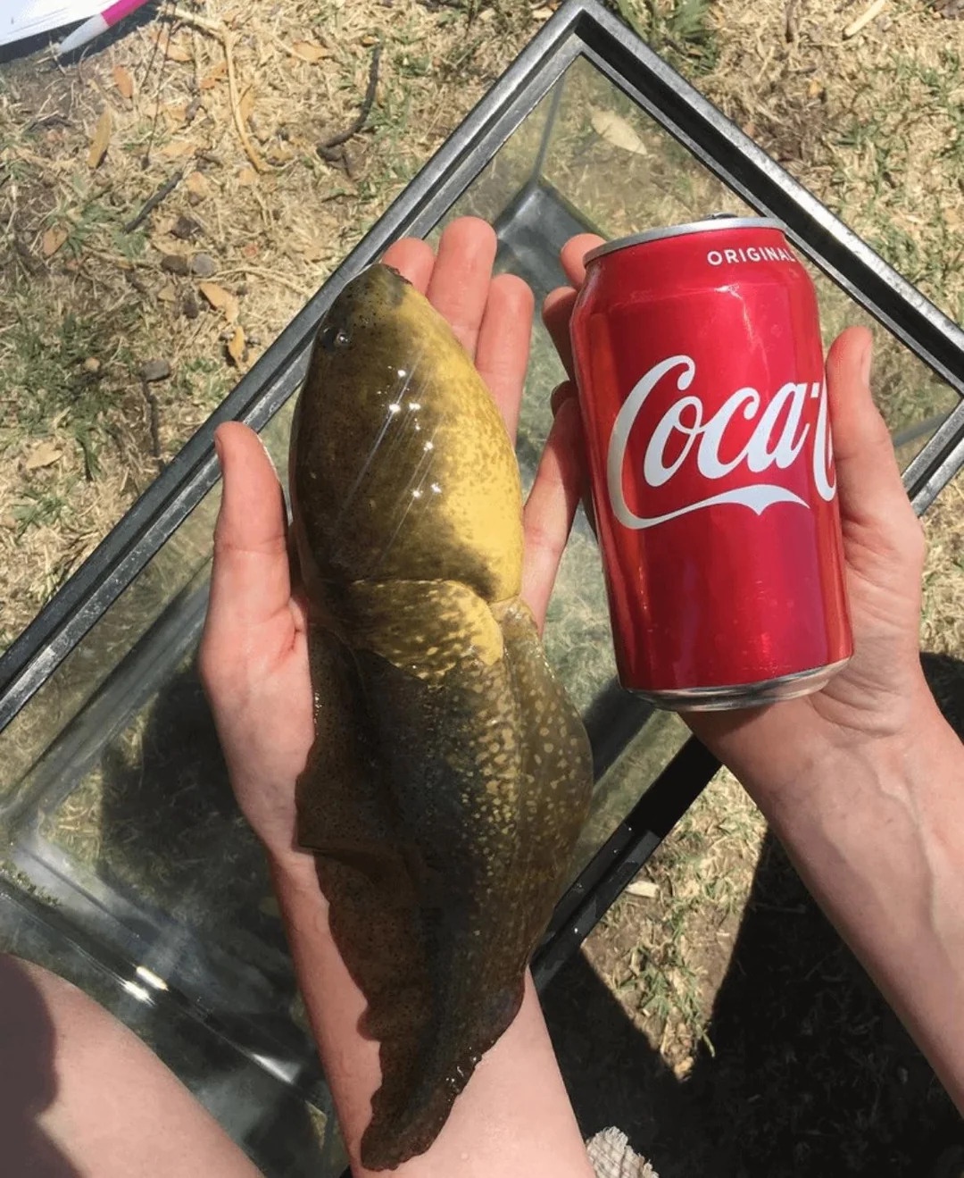 Scientists Unveil a Giant Tadpole with a Hormonal Twist That Prevents Its Transformation into a Frog