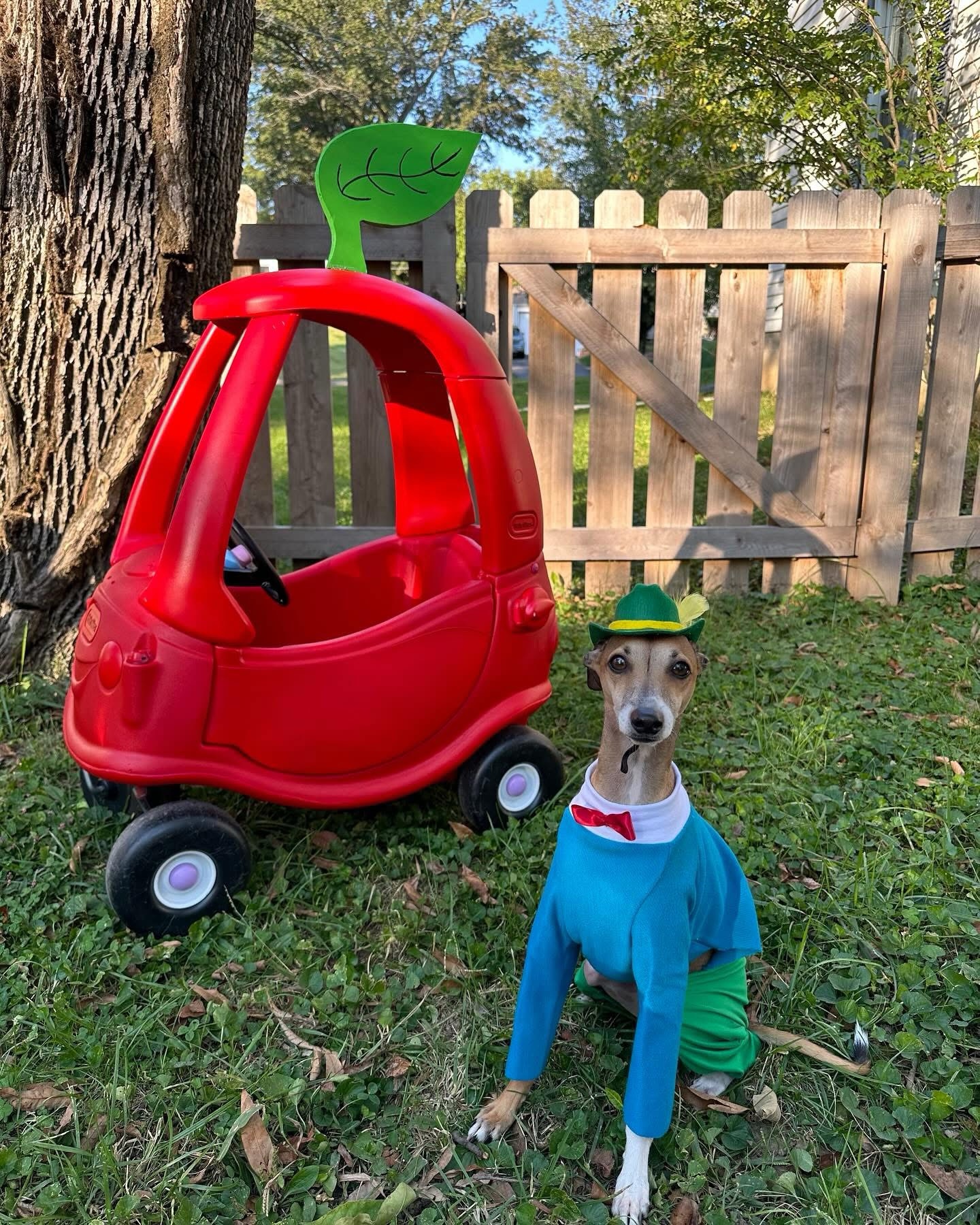 Meet Sherman: The Star of the Show
