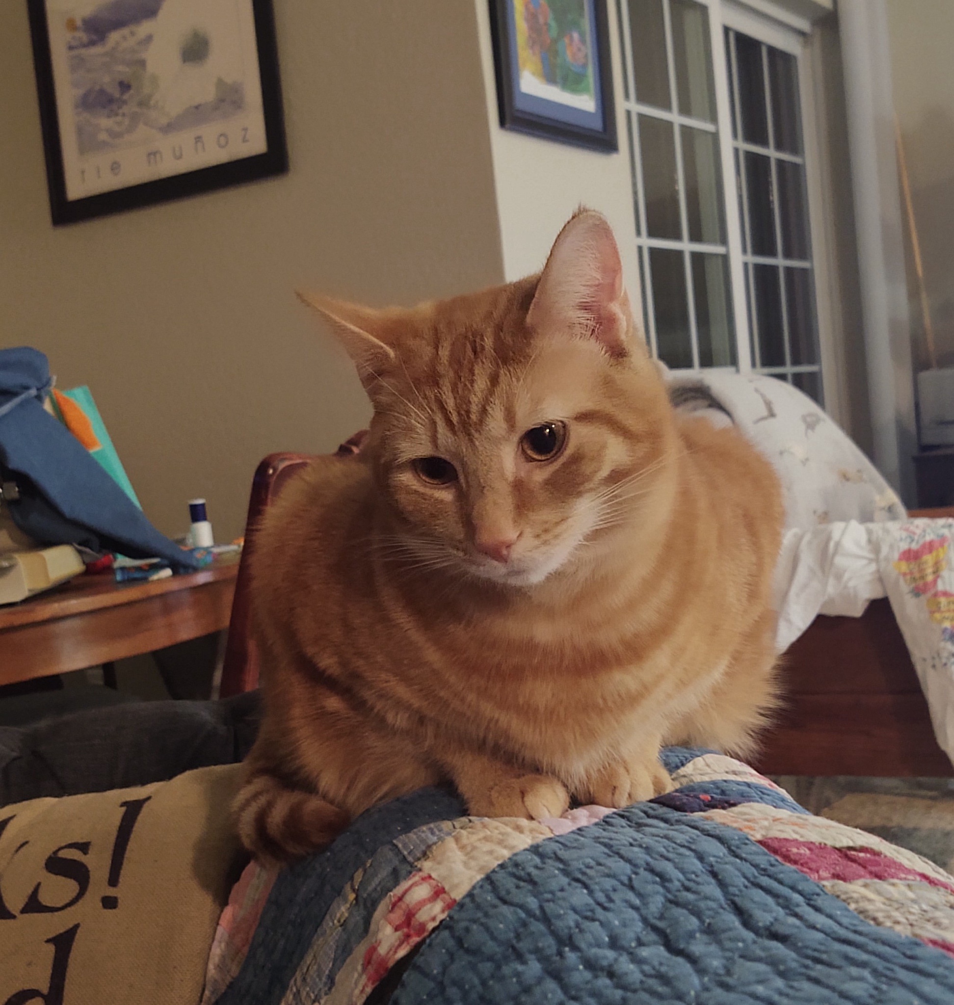 A daily dose of adorable cat pictures to brighten your day