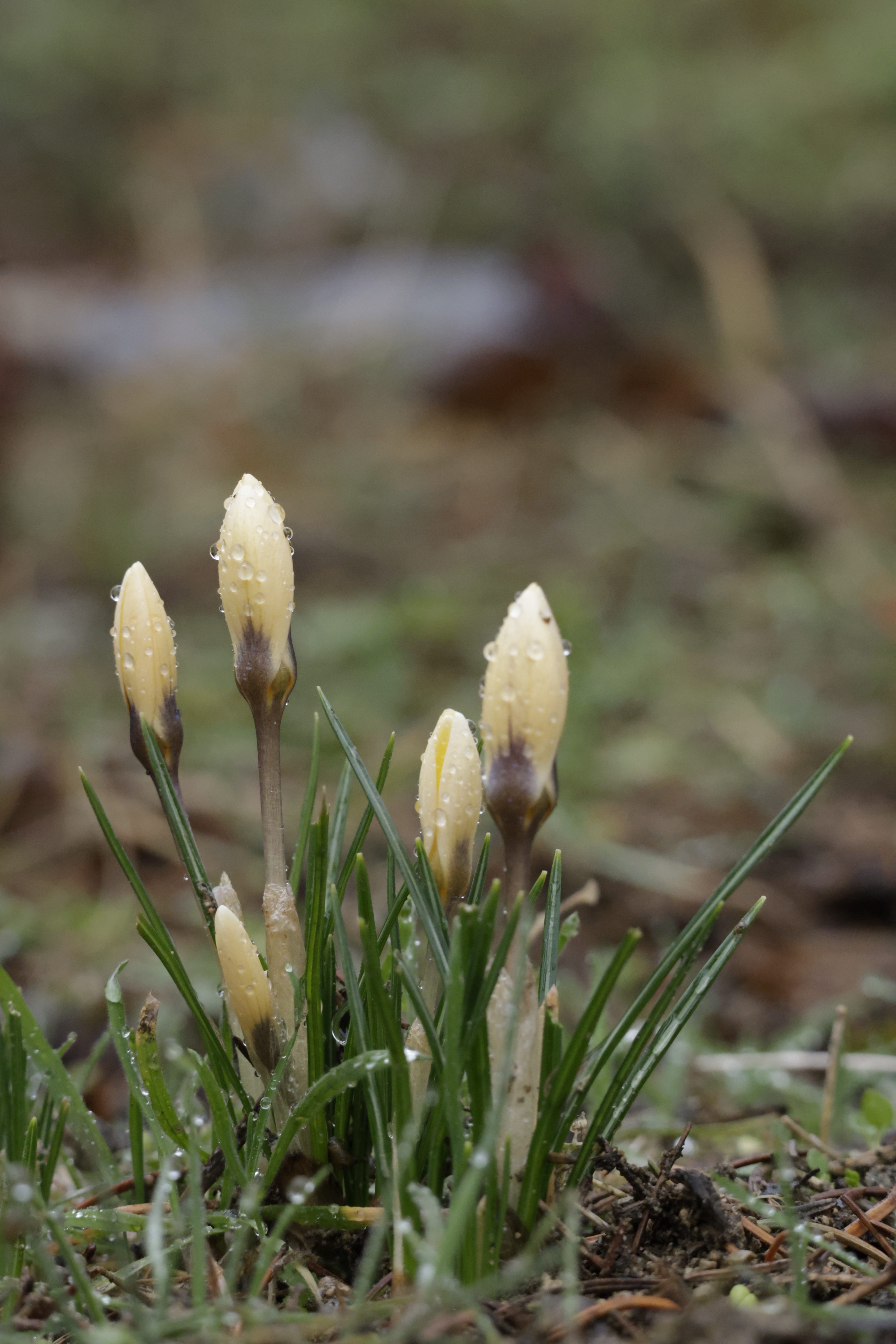 Nature's Daily Wonder: Day 92 - Protecting Pollen Petals