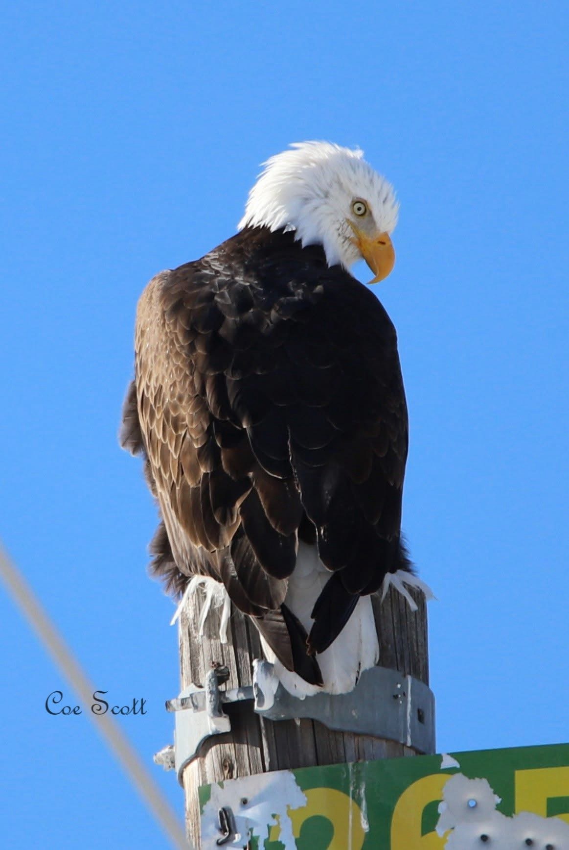 Majestic Eagle in Flight