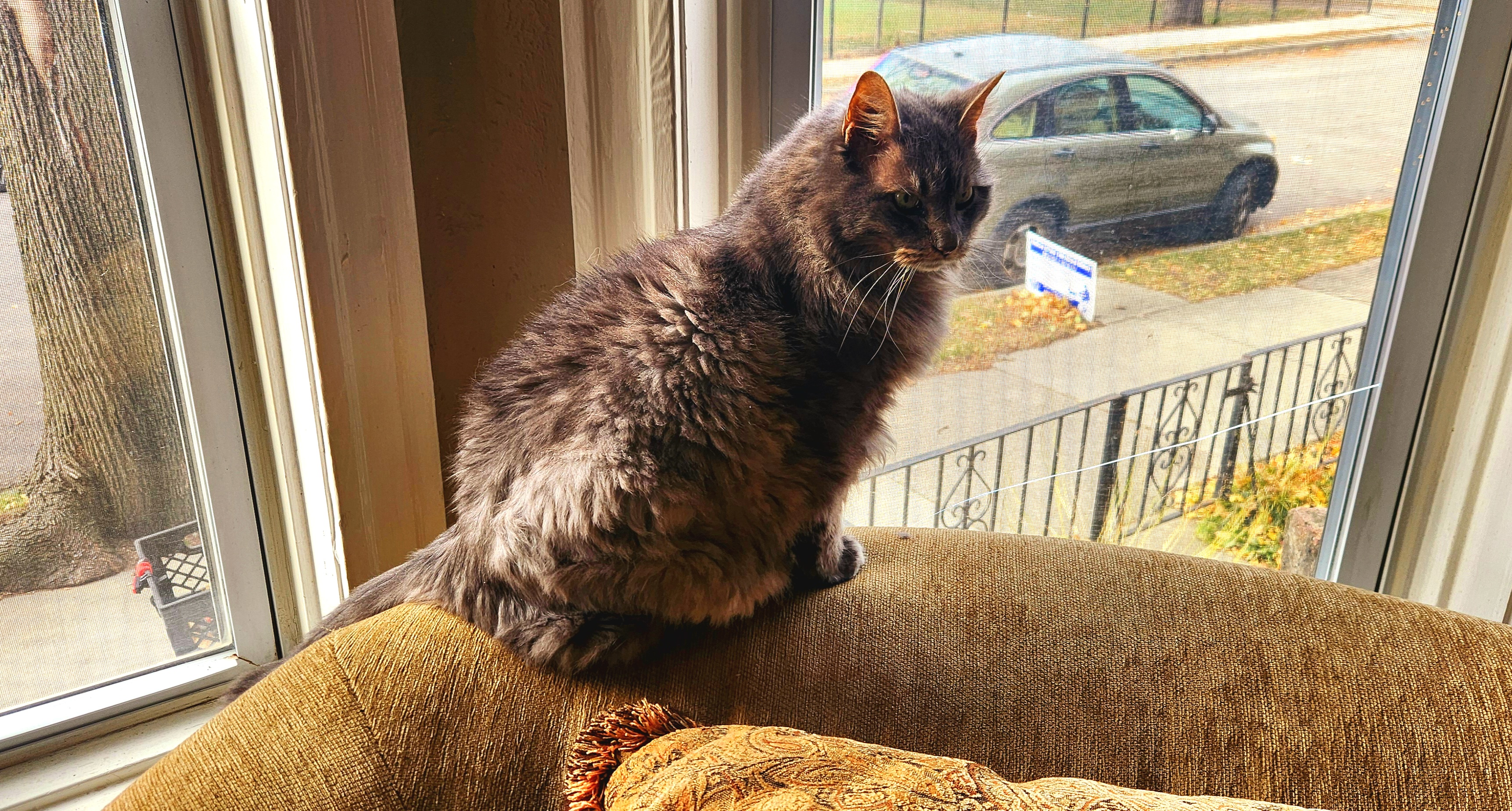 Meet Kingston the Cat: Seeking PT Approval