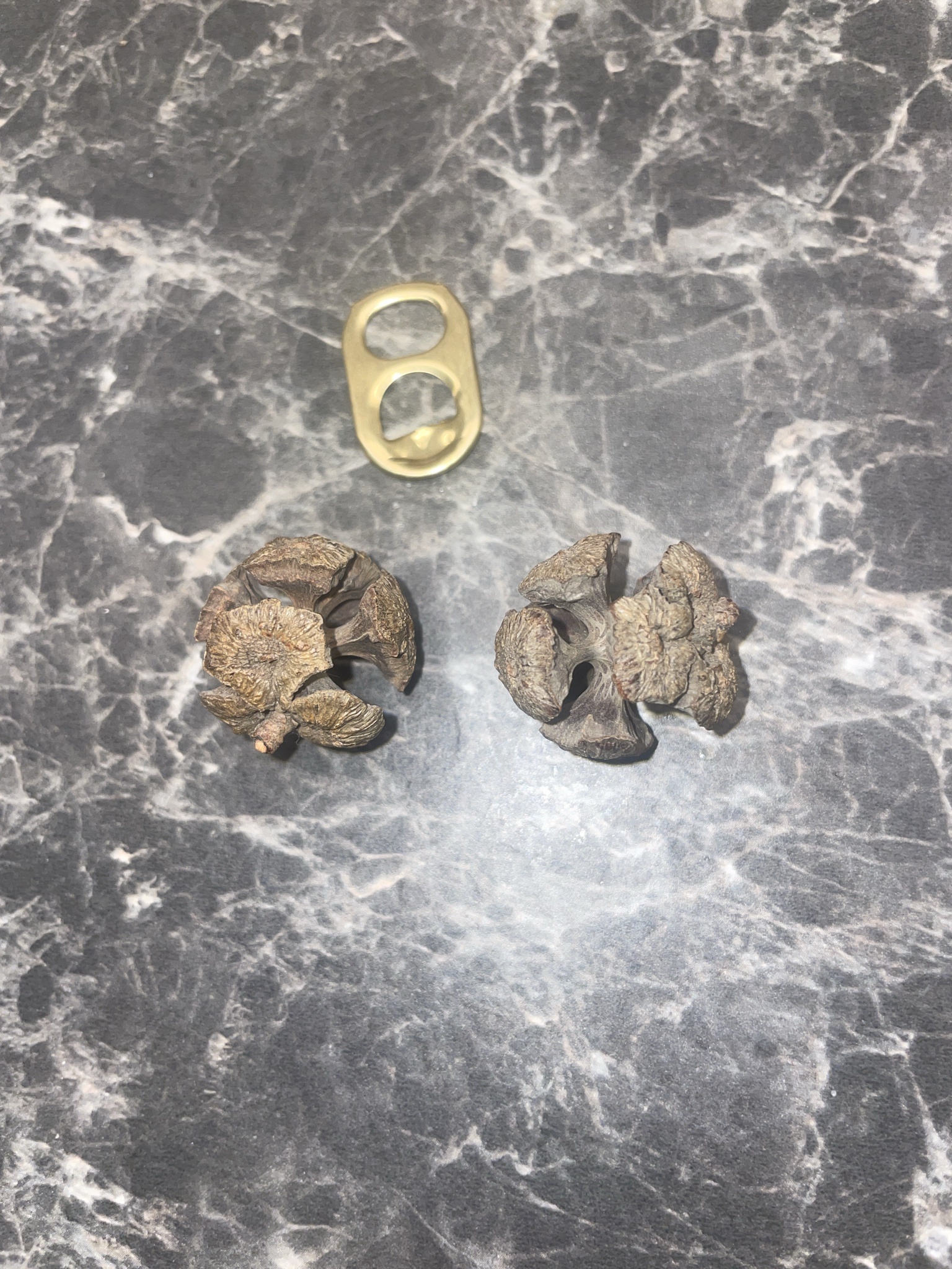 Authentic Pinecones Straight from Greece