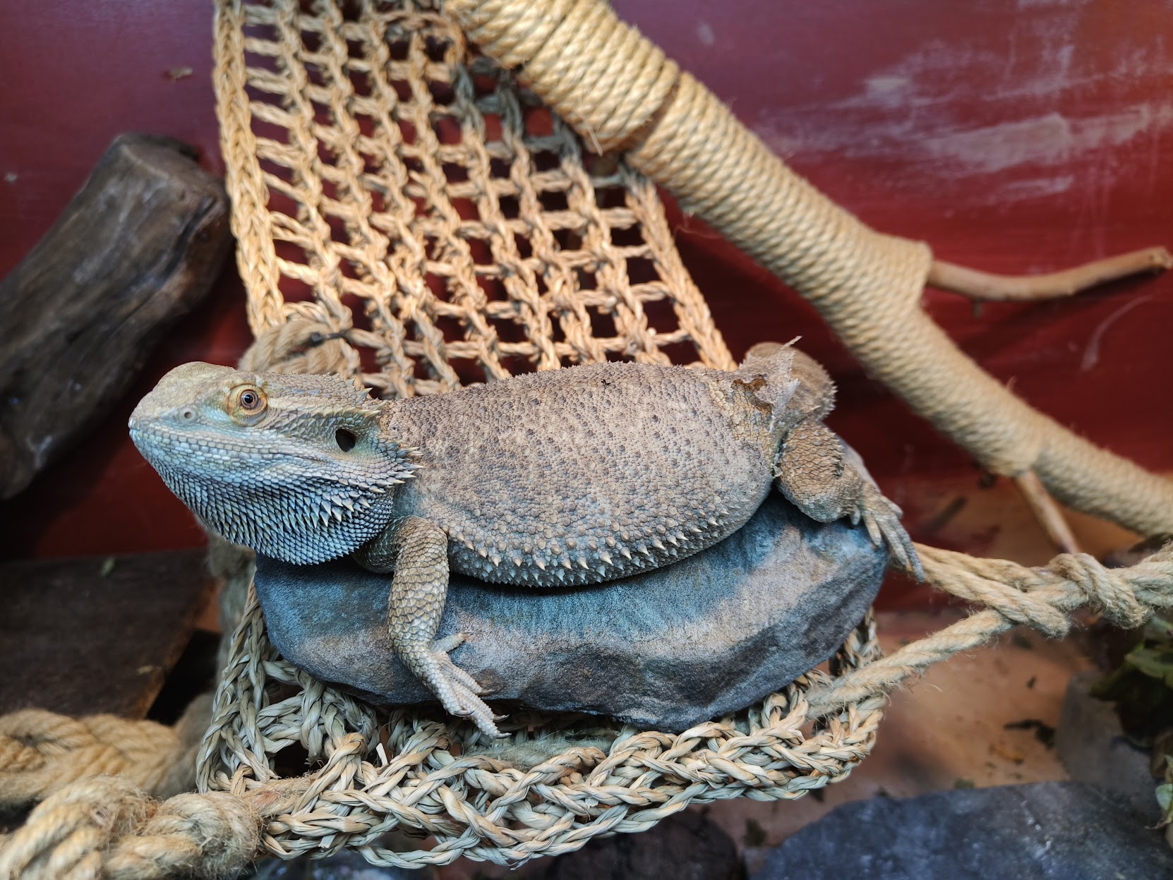 Enjoy this adorable lizard loaf!