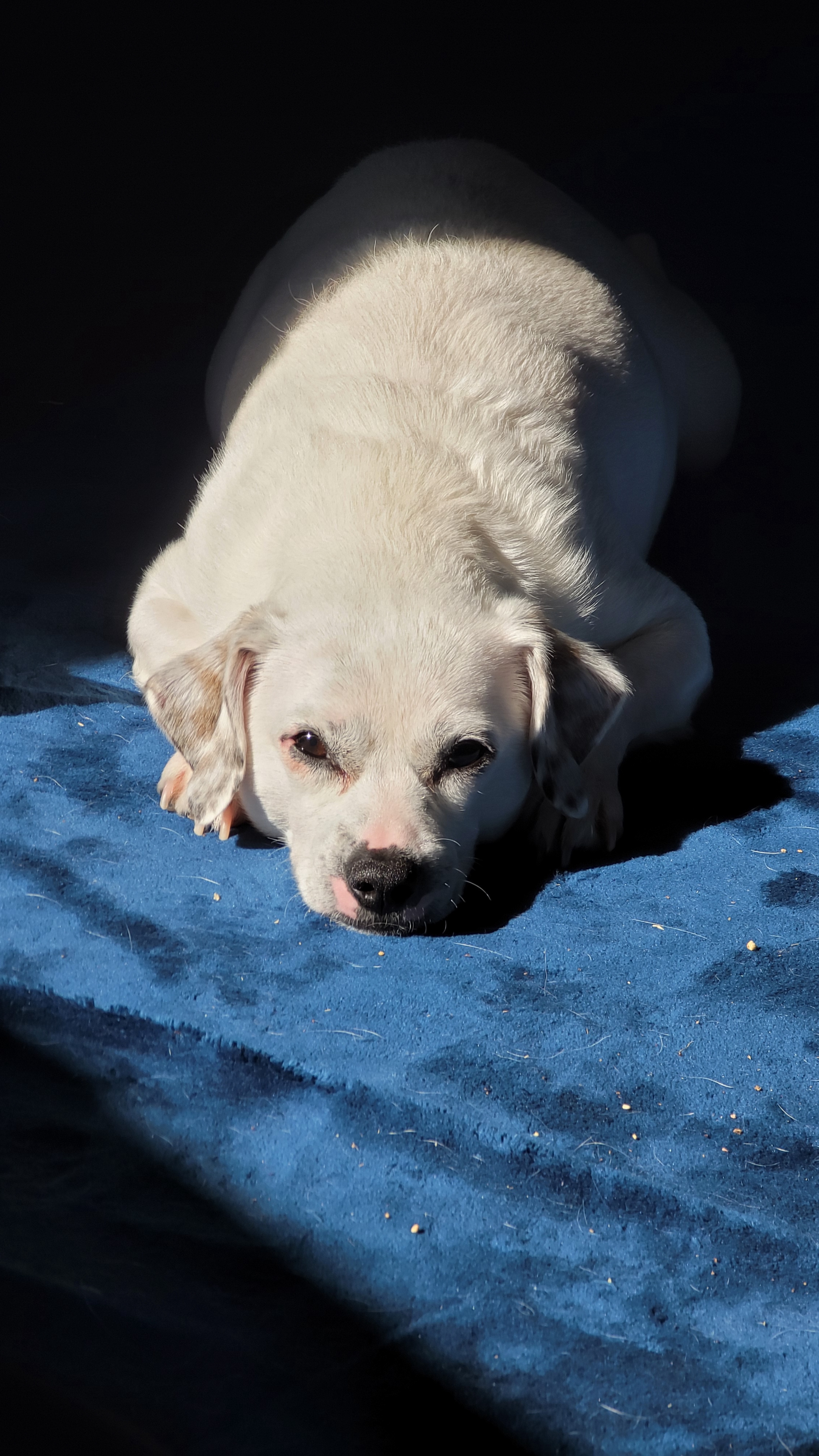 This adorable little guy is the cutest pup you'll ever see!