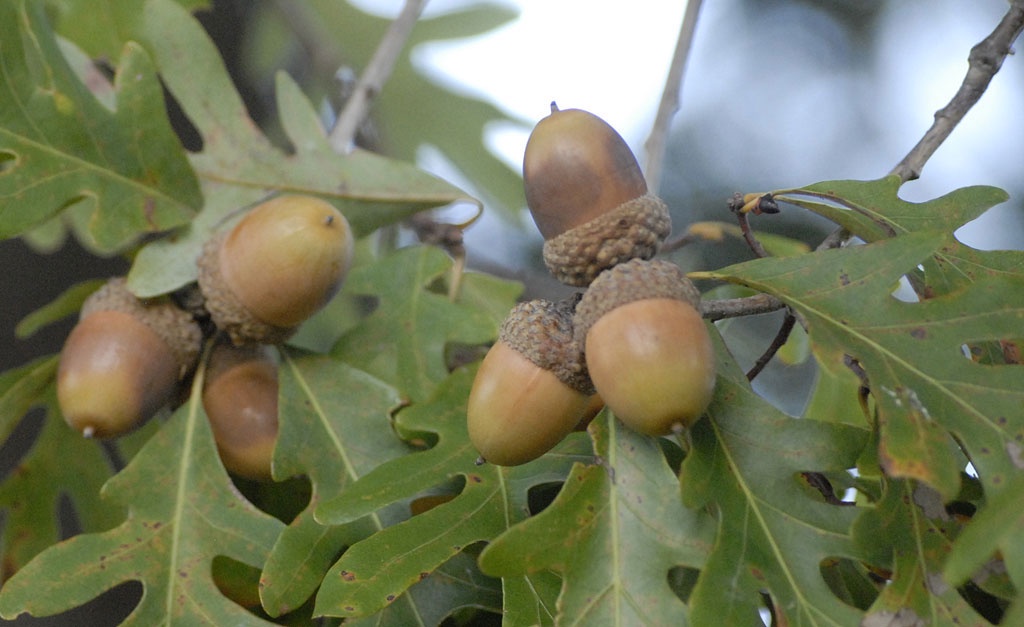 All the Deer and Squirrels Adore My Oak Tree