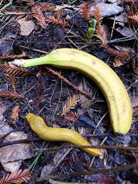 There are plenty of sea slugs, but land slugs deserve some love too—meet the banana slug!