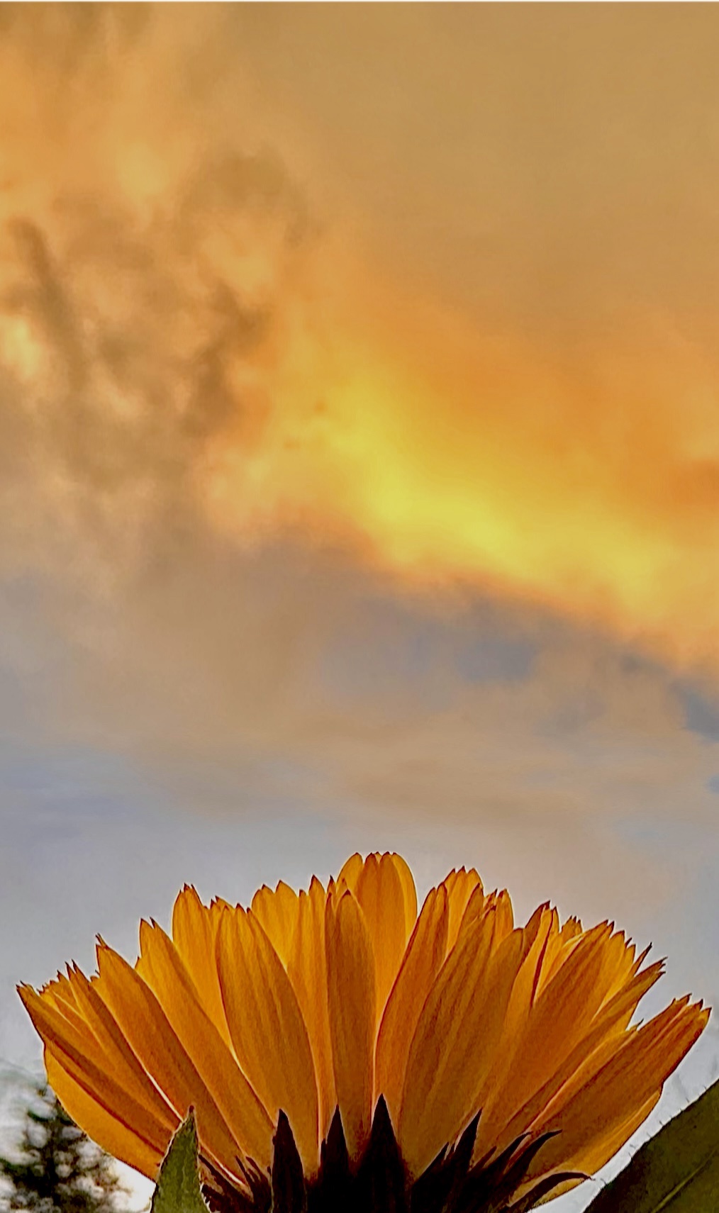 A breathtaking sunset flower.