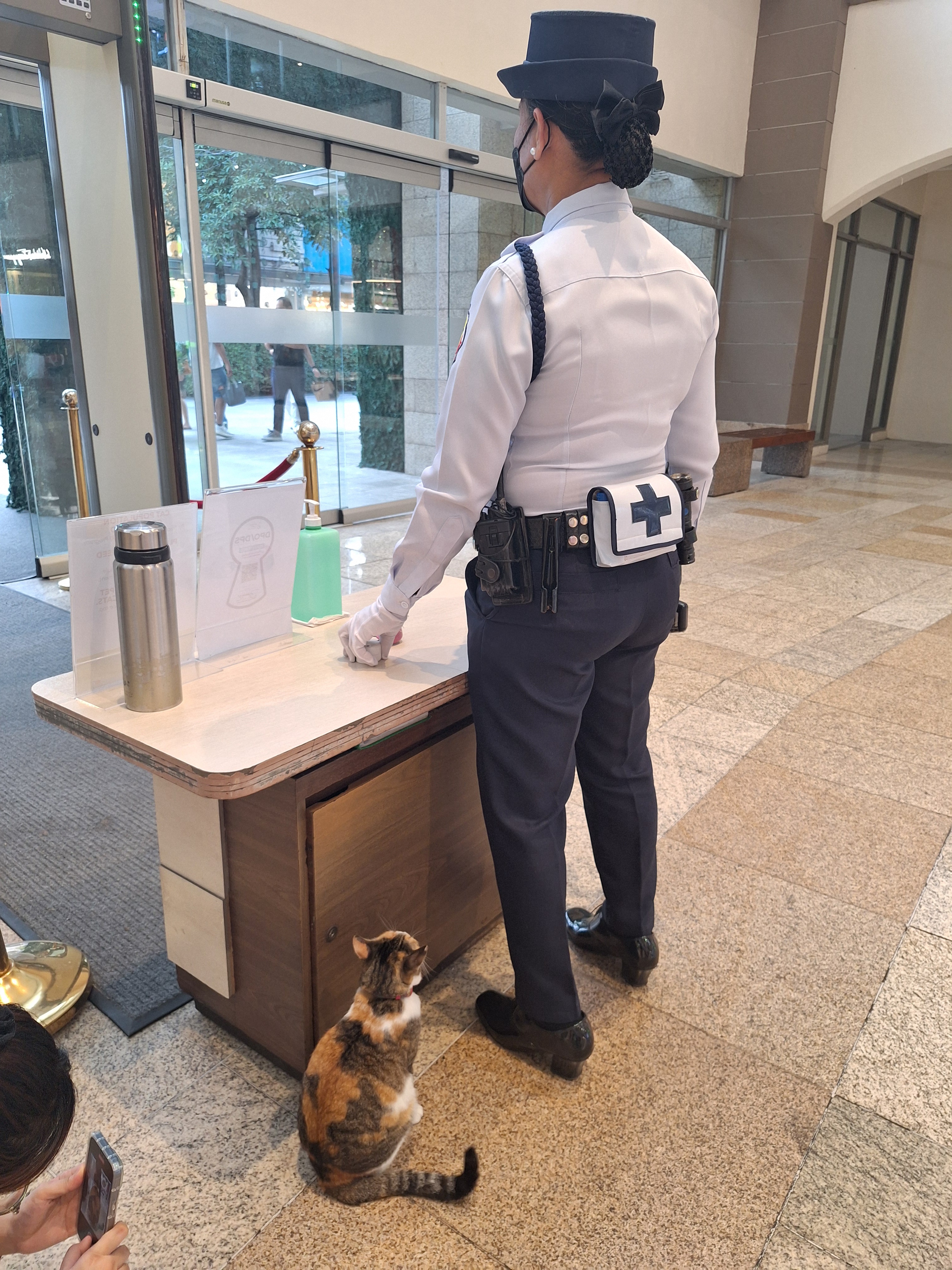 Meet the Adorable Chubby Cat of the Mall!