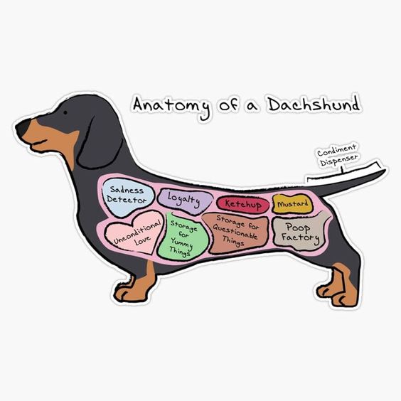 Classic Dog Meme: The Internet's Favorite Pup