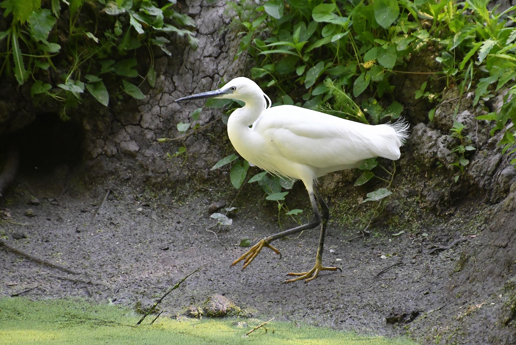 The Elegant Aigrette Garzette: A Bird of Grace