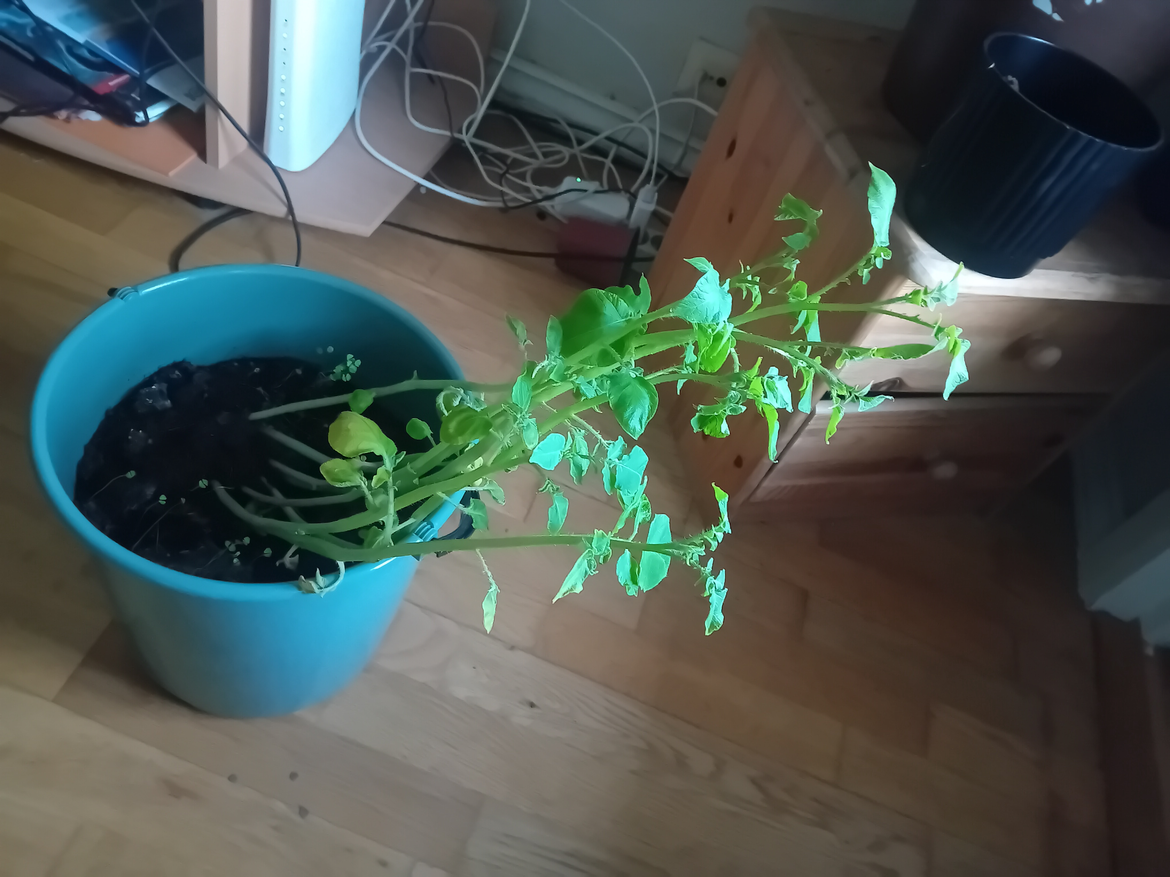 Solanum thriving and looking adorable!