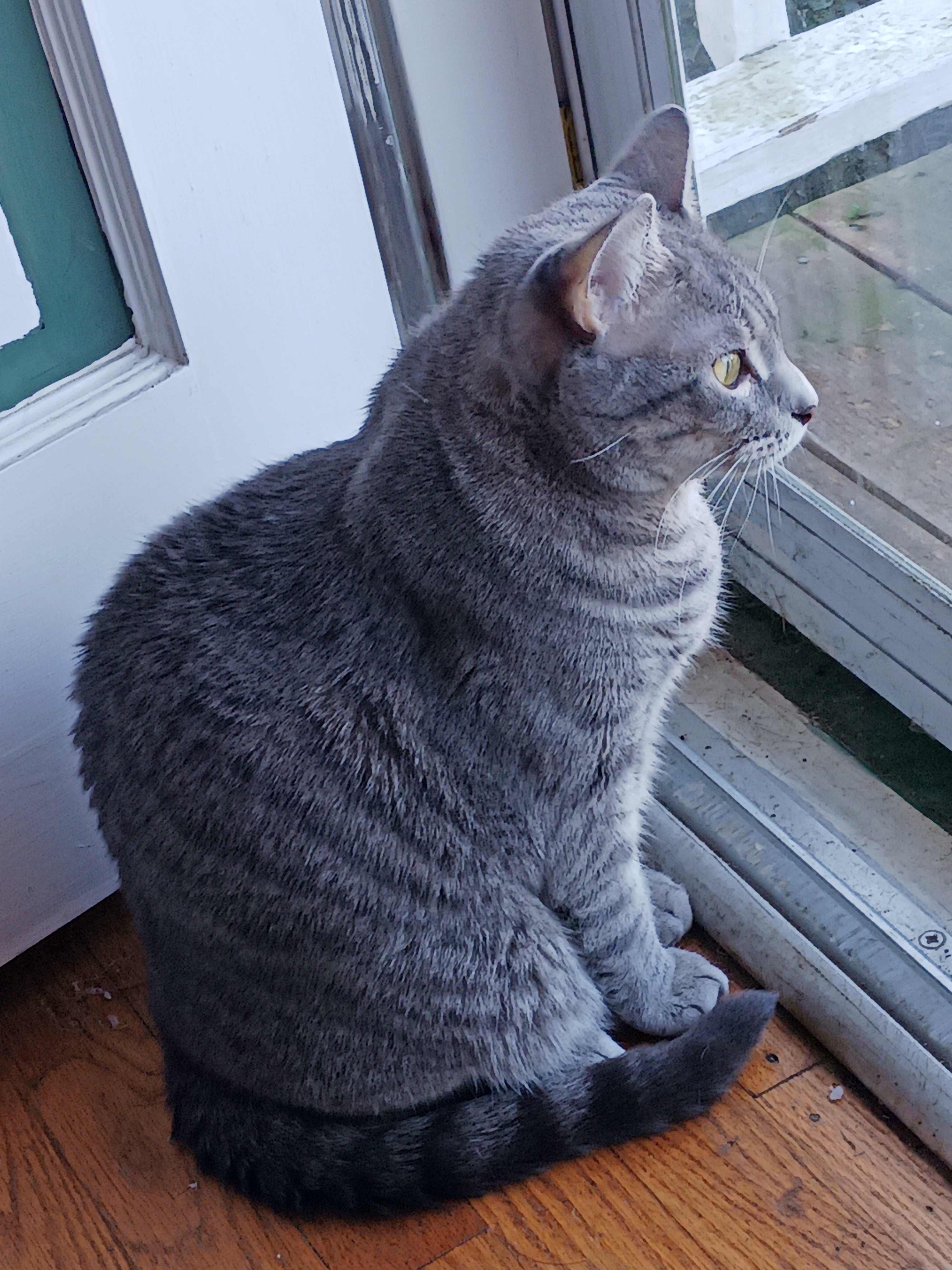 Meet our beloved cat, Tinker.