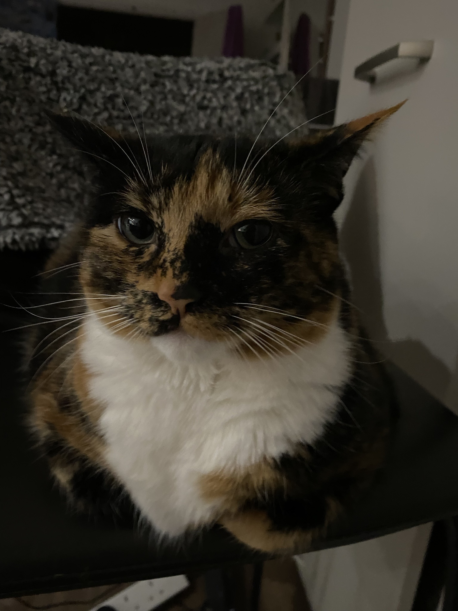 Crumble’s Daily Snapshot: A Glimpse into My World