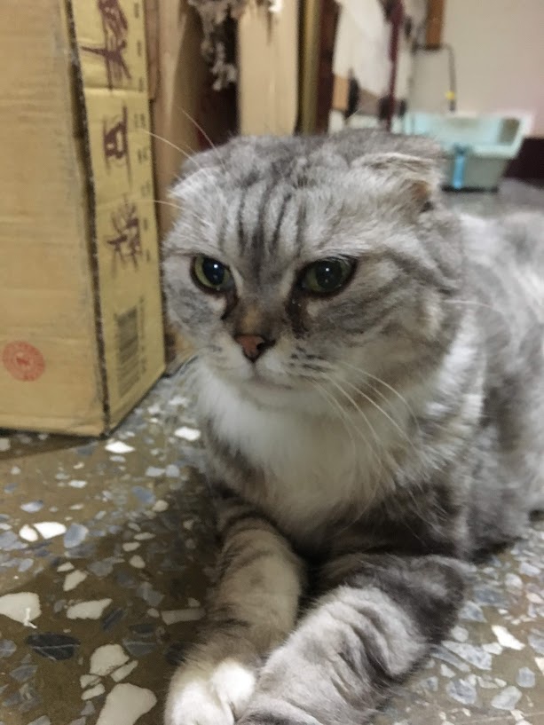 The Cat Saga Continues: More Furry Fun