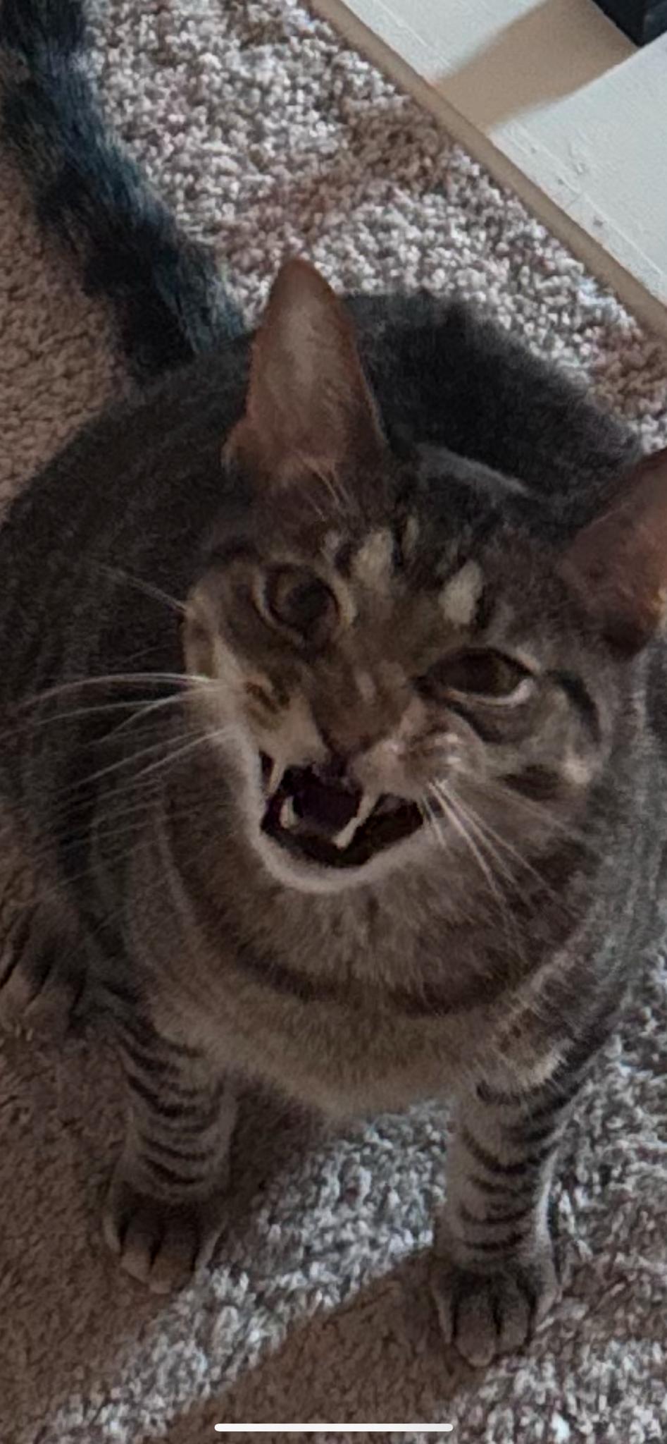 Caught My Cat in the Most Adorable Mid-Yawn Moment