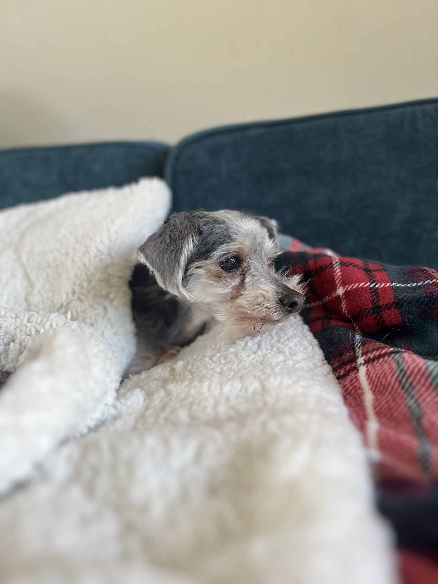 Forget the cones and corns—just look at Buddy!