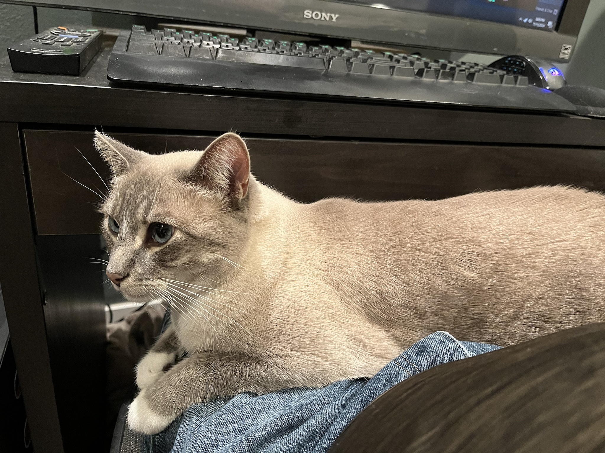 Daily Cat Chronicles: Ivy's Adventures - Day 320
