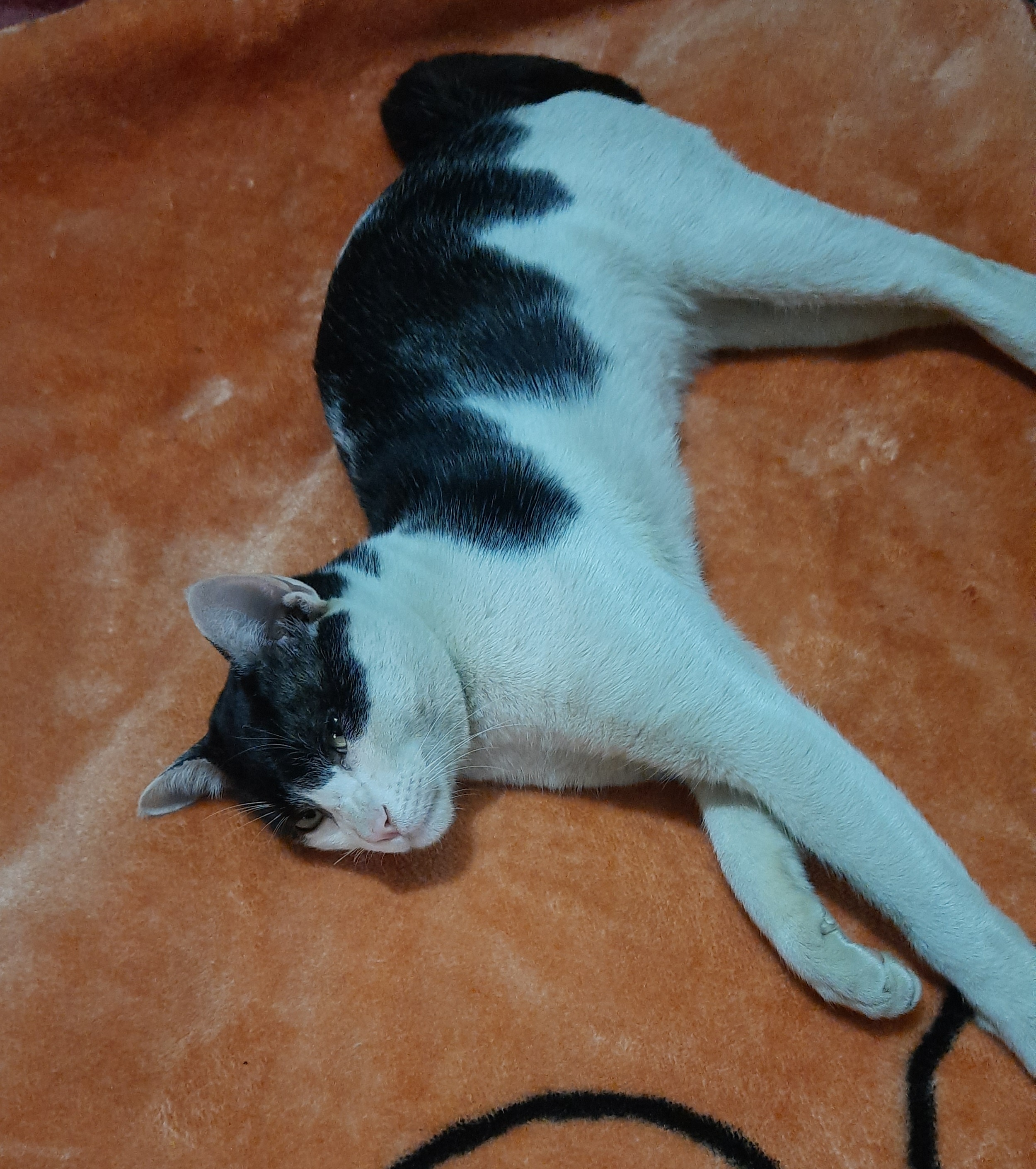 Caturday spotlight: Furriosa steals the show!